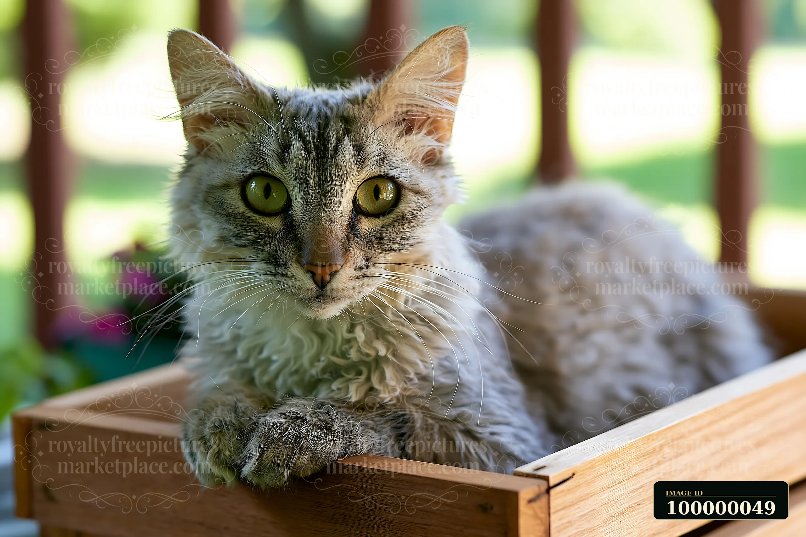Curly-coated LaPerm cat rests in a wooden box, staring at the camera near a bright window.