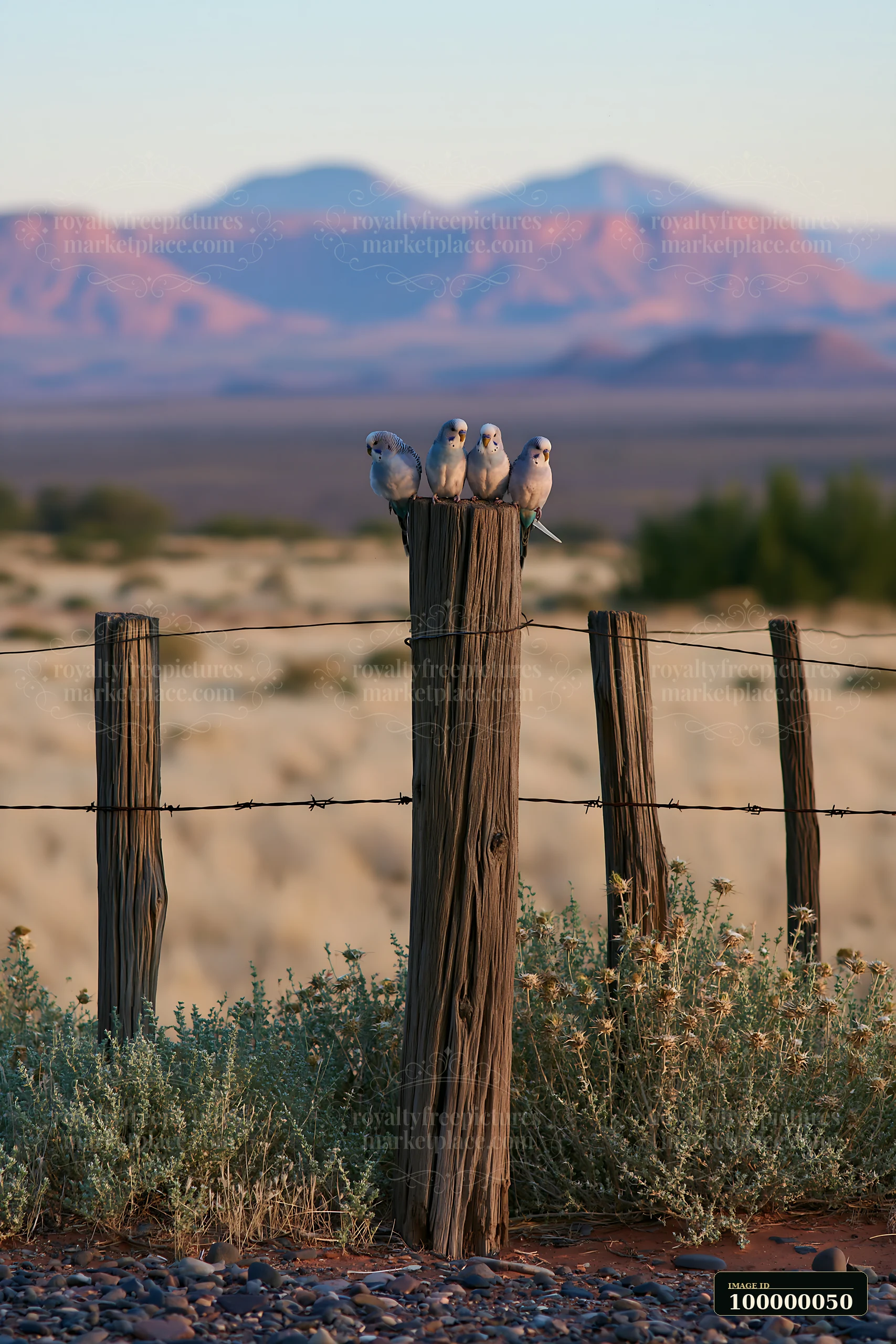 Four budgerigars perch on a weathered fence overlooking desert vegetation and distant mountains.