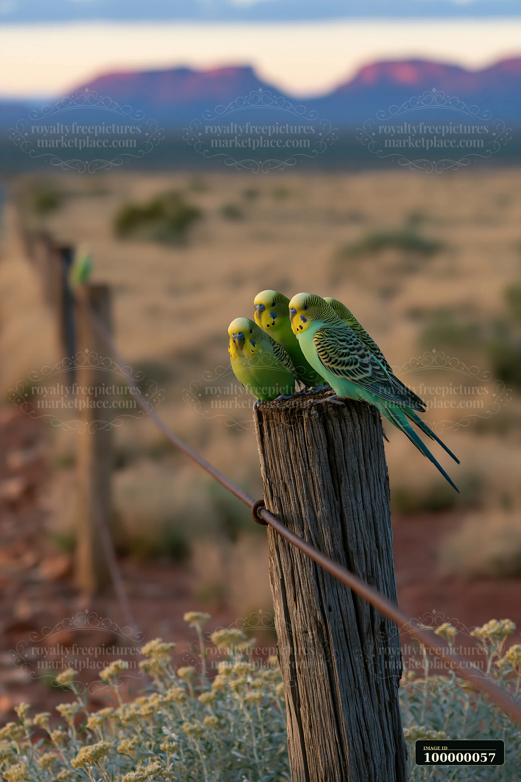 Three colorful budgerigars perch on a weathered wooden post overlooking an arid landscape and distant mountains.