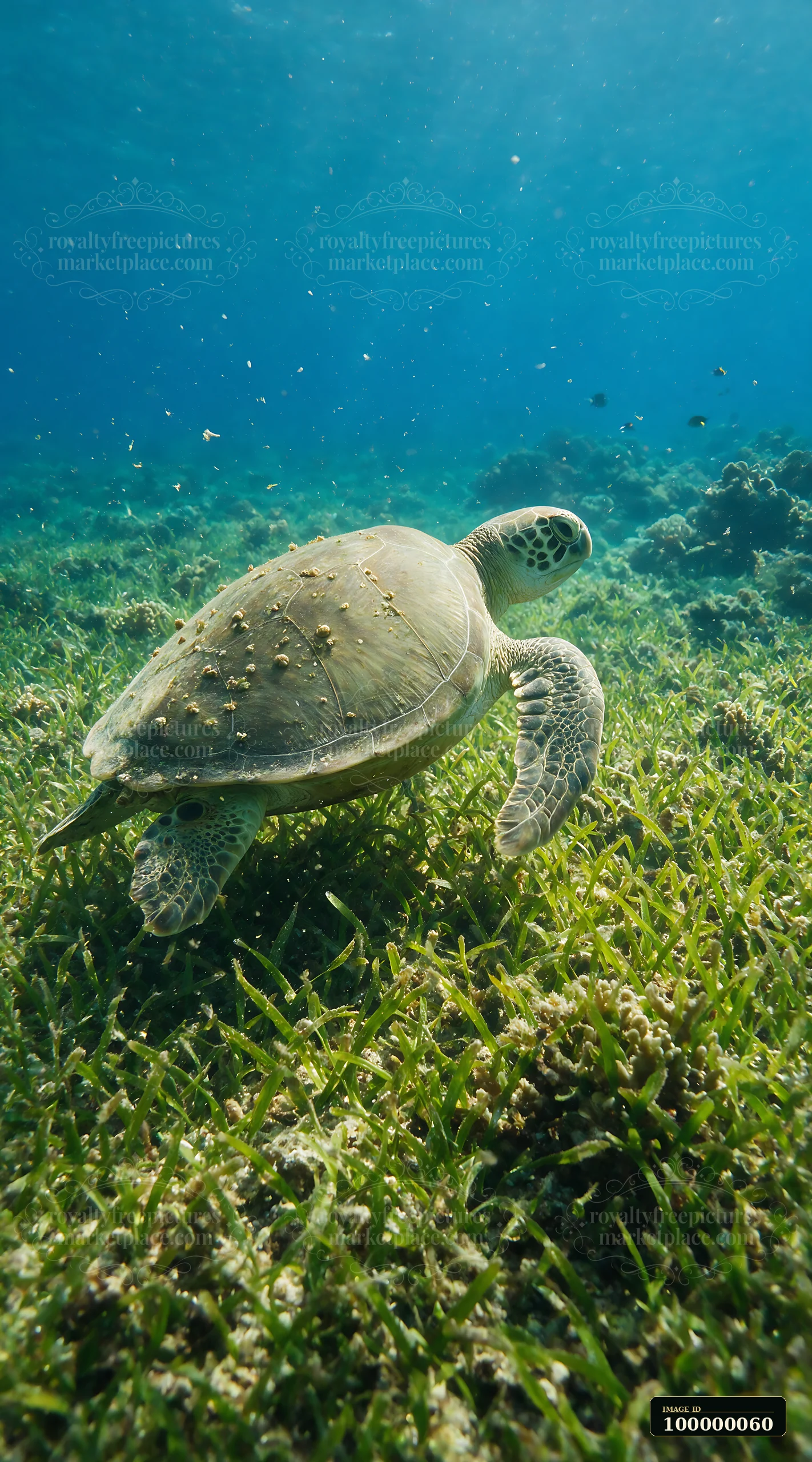 Sea turtle swims above an underwater seagrass meadow in clear blue water.