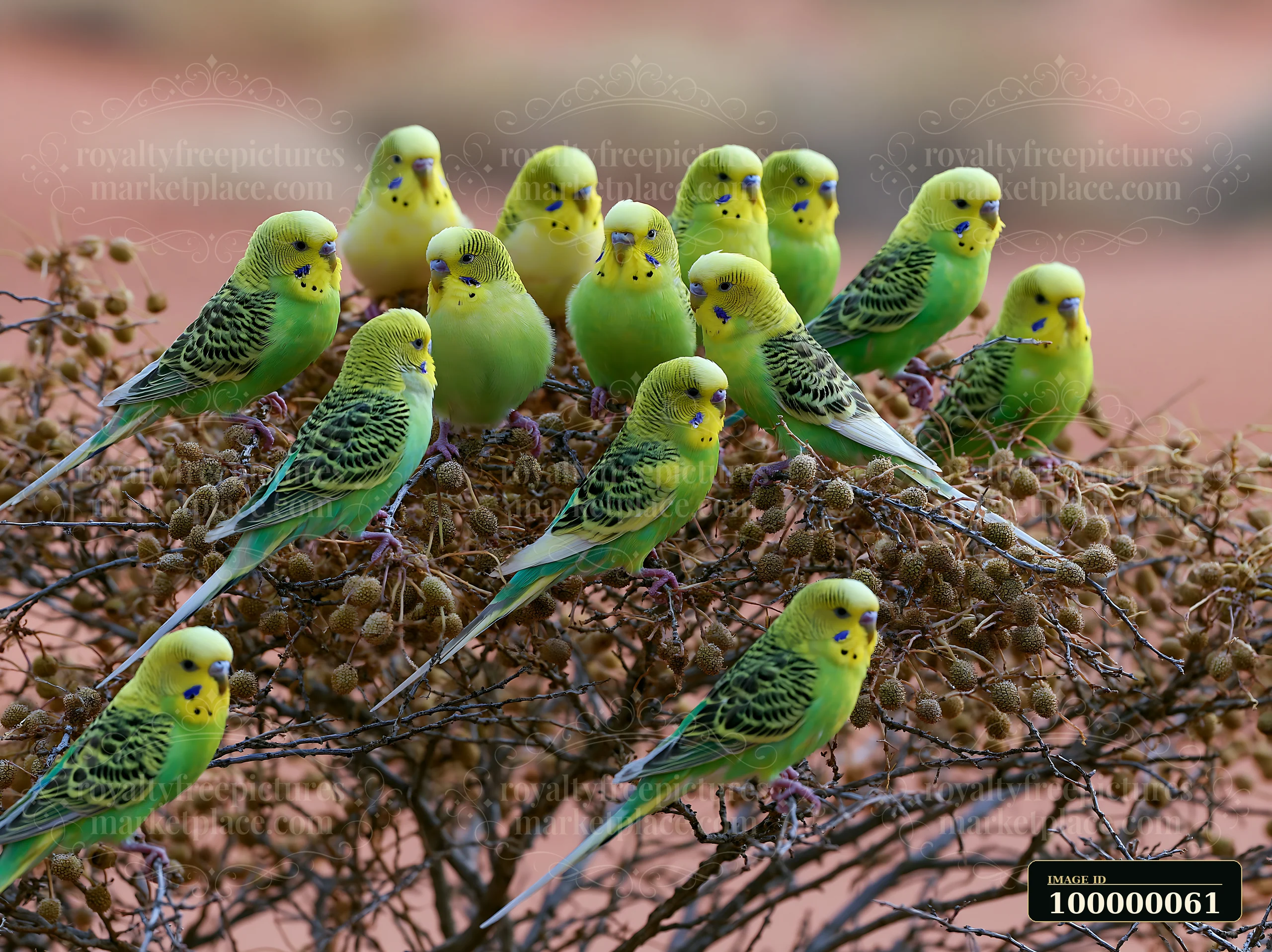 Green and yellow budgerigars gather on a dry seed-covered shrub in a softly blurred desert landscape.