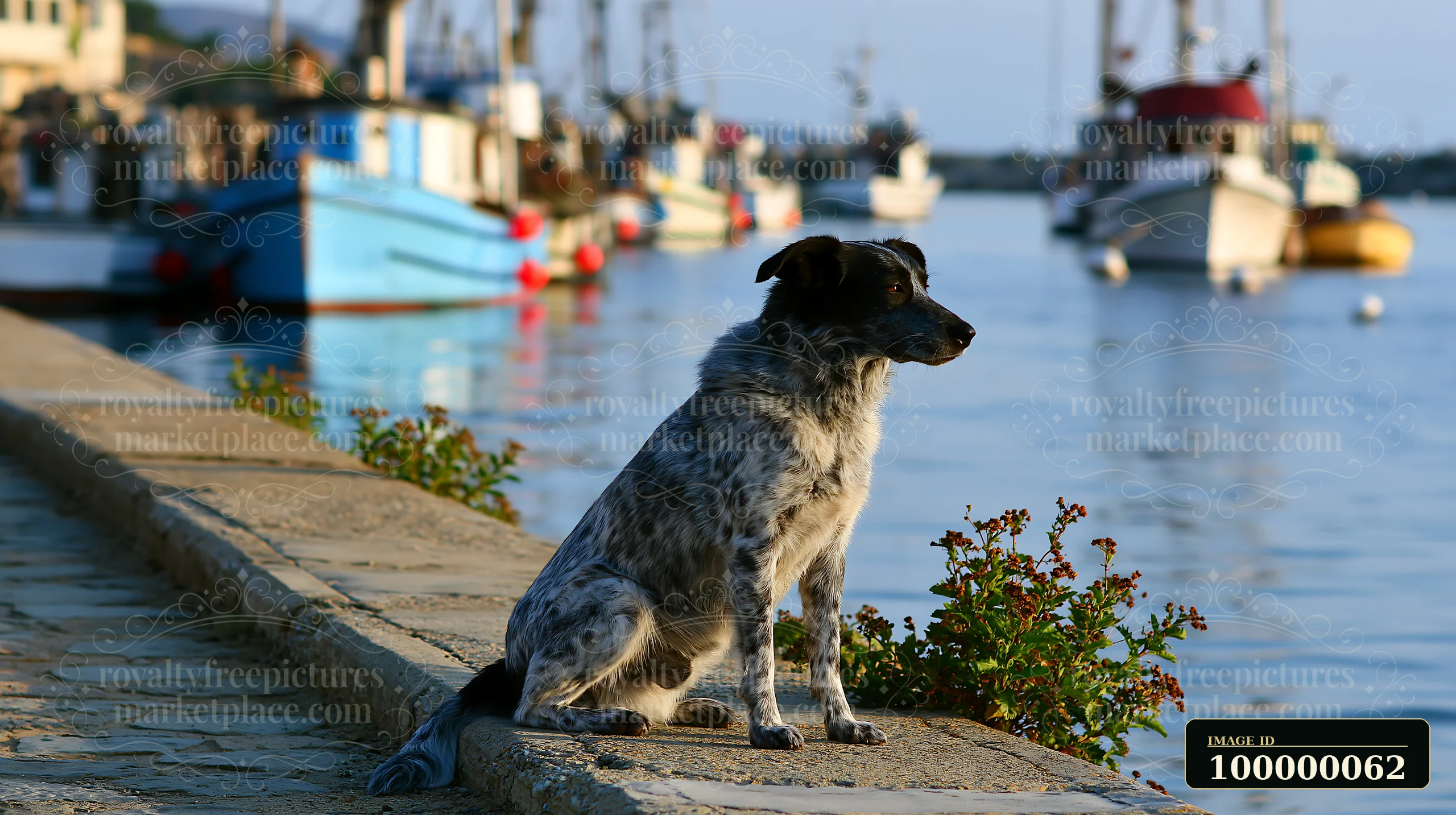 Black and white spotted dog sits on a harbor walkway beside calm water and moored fishing boats.