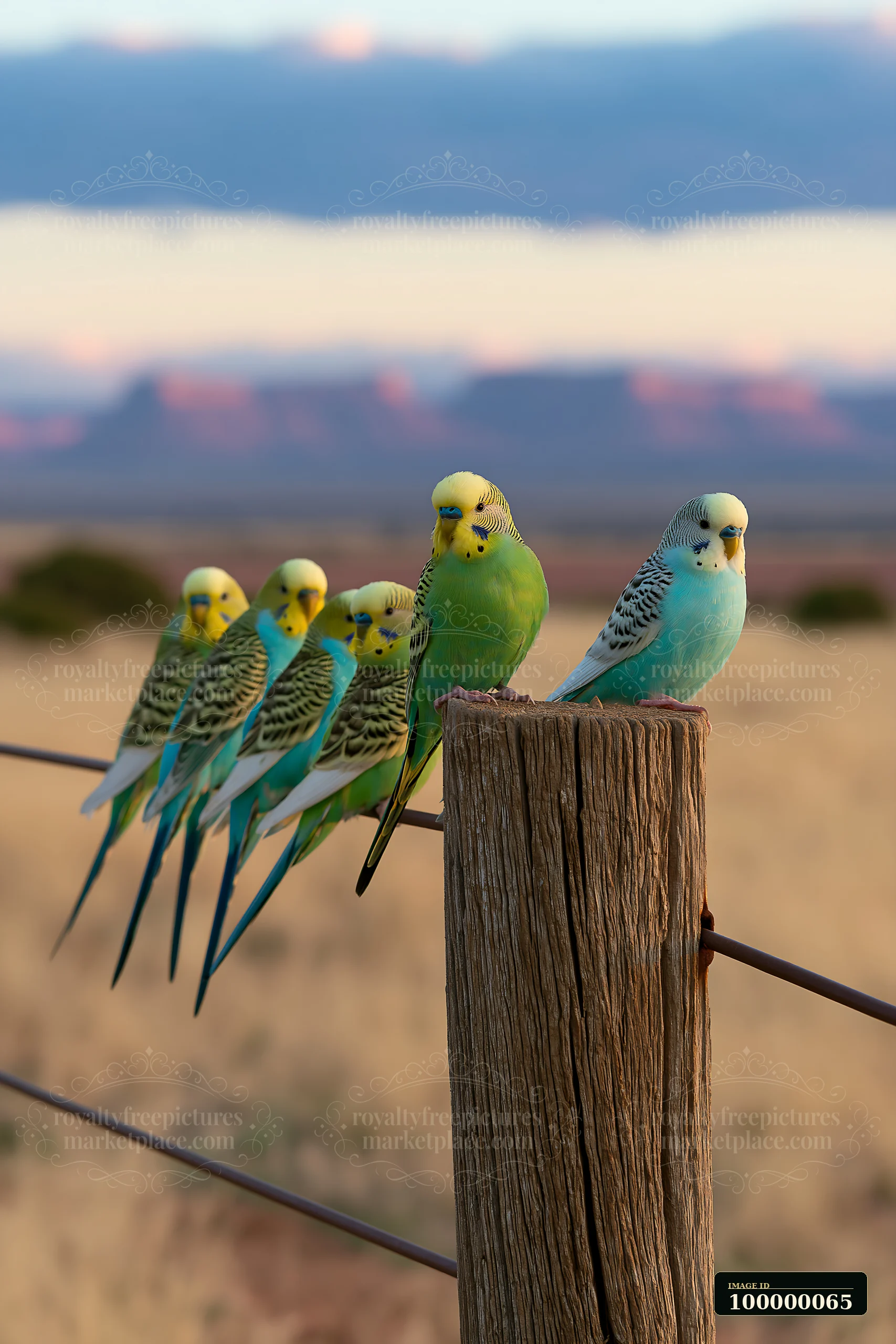 Five colorful budgerigars perch on a wooden fence post and wire in a softly blurred desert landscape.