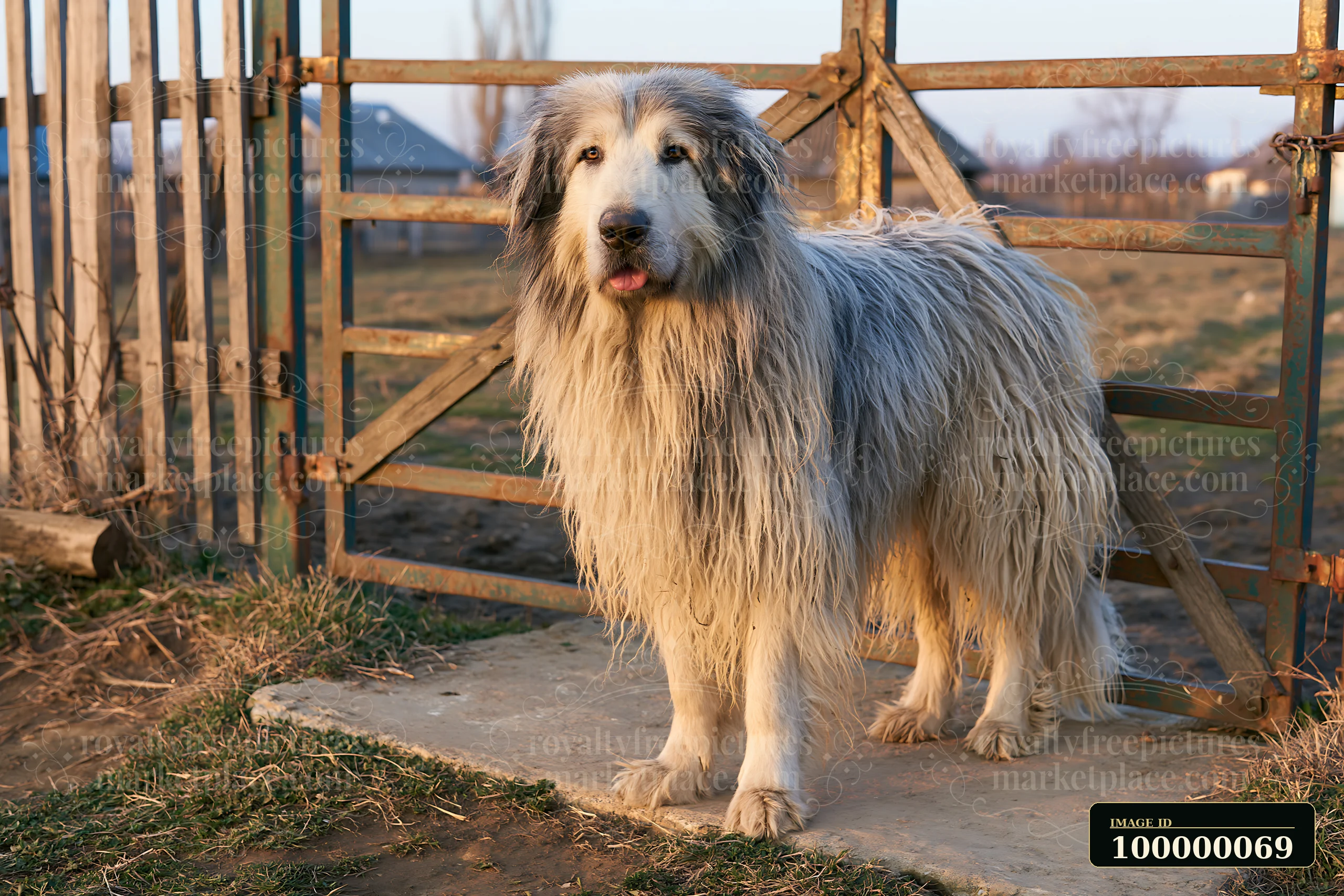 Long-haired dog with a shaggy coat stands beside a rustic farm gate in a rural yard.