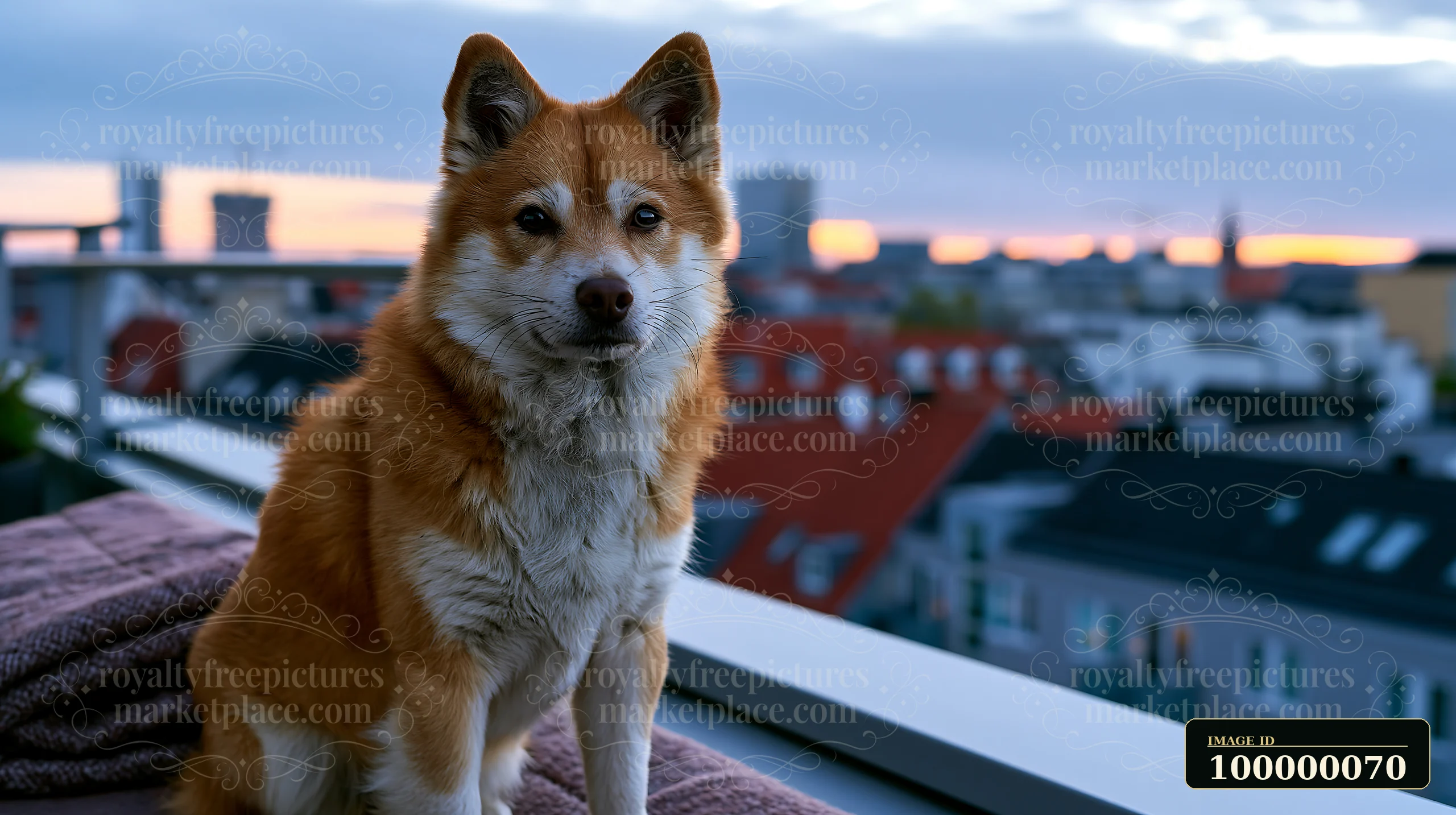 Shiba Inu sitting on a cushioned bench beside a hotel window overlooking rooftops at sunset.