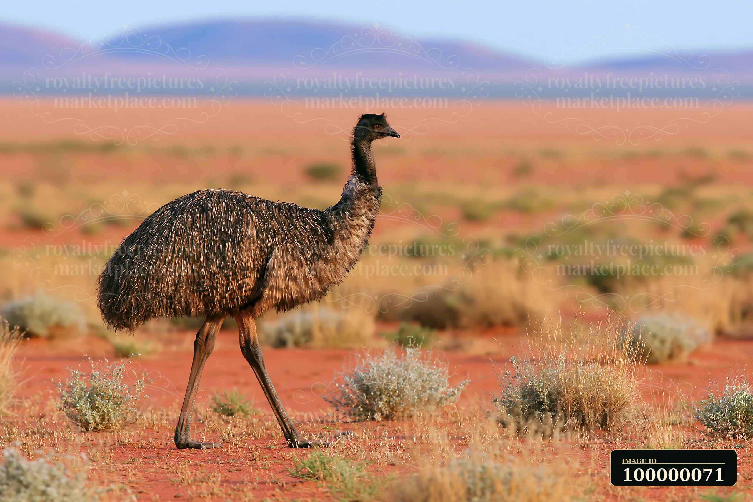 Emu walking across a red outback plain with sparse shrubs and distant blue hills.