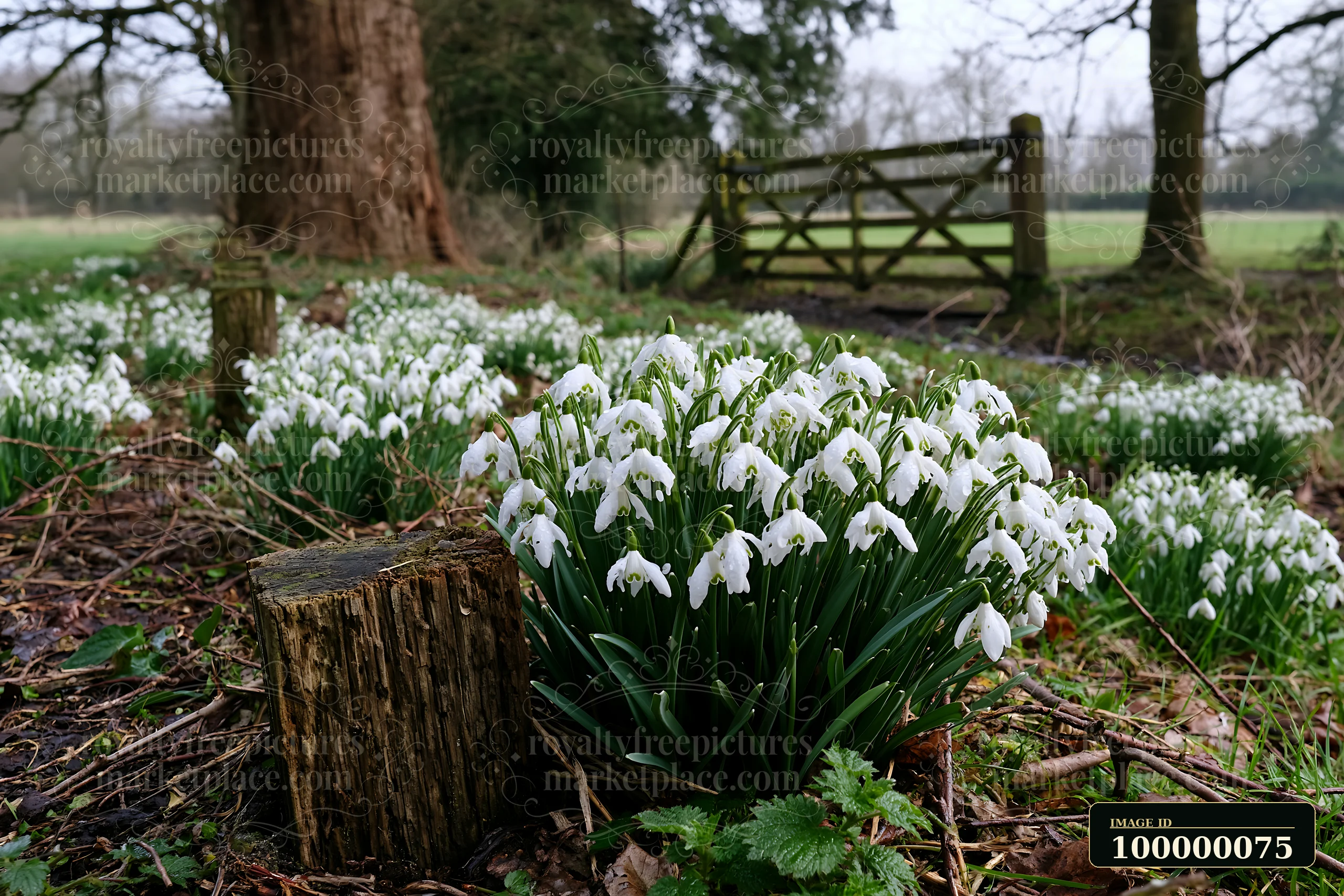 White snowdrop flowers bloom beneath trees beside a weathered stump and rustic wooden gate.