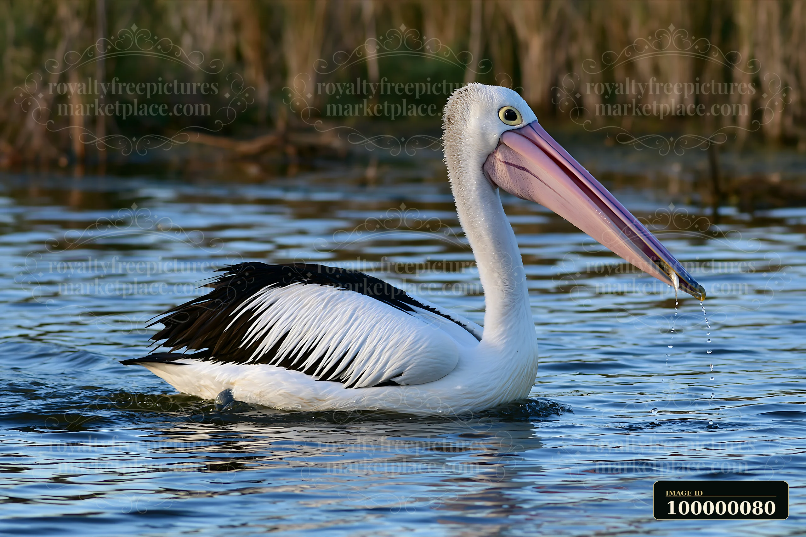 Australian pelican swimming through rippling coastal lagoon water with droplets falling from its bill