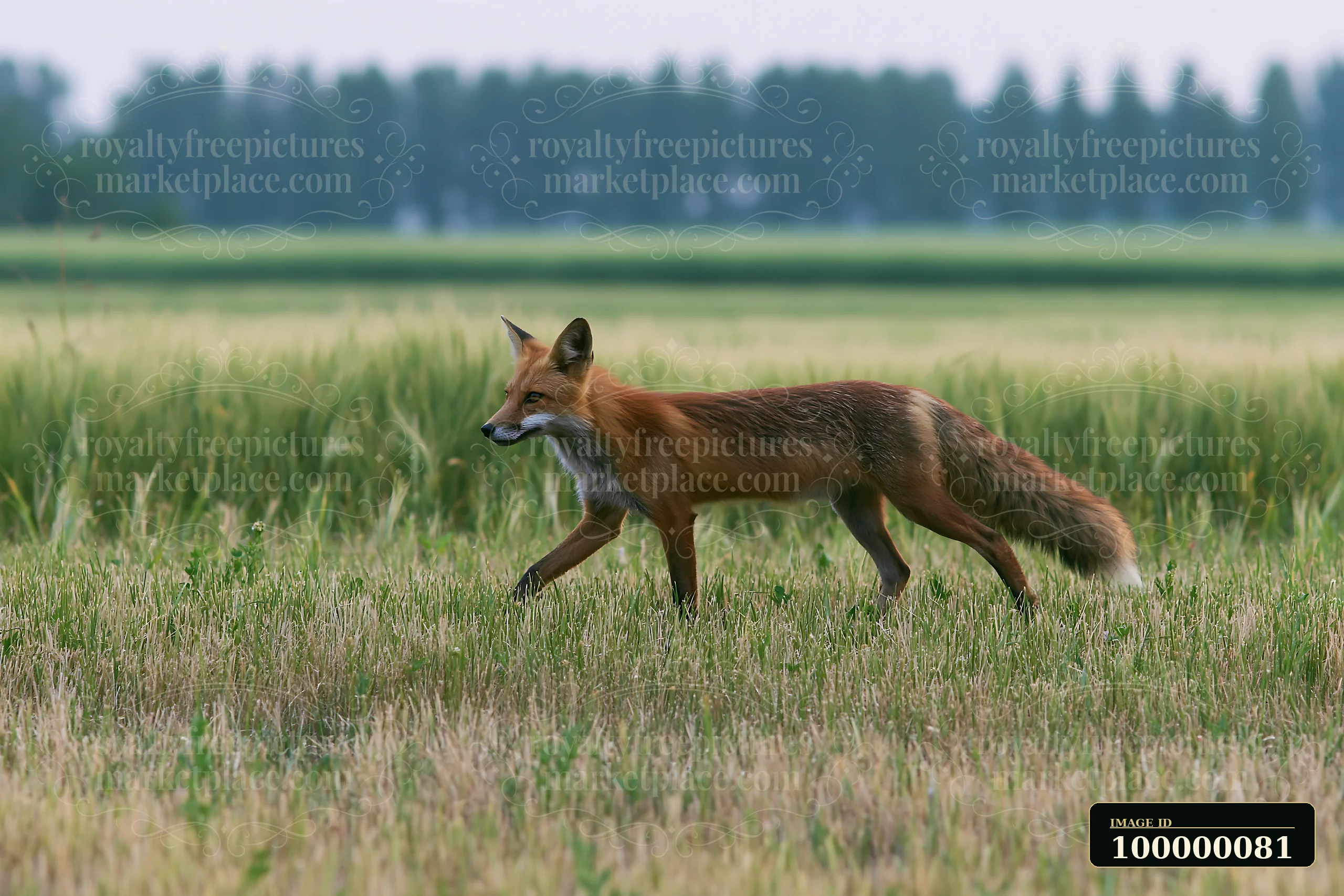 Red fox walks through tall grass in a meadow with blurred fields and trees behind it.