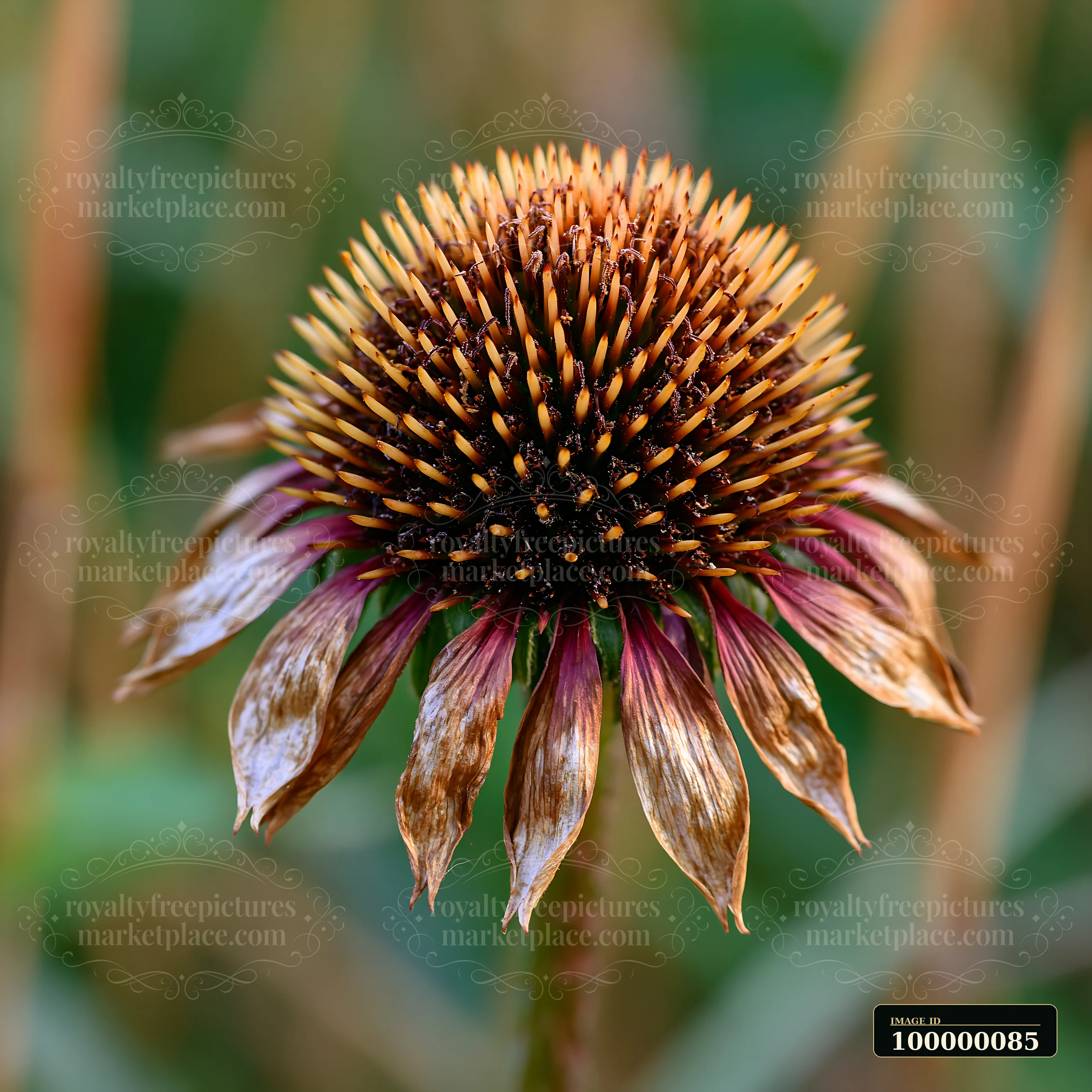 Dried echinacea flower head with drooping petals against a softly blurred green prairie background.