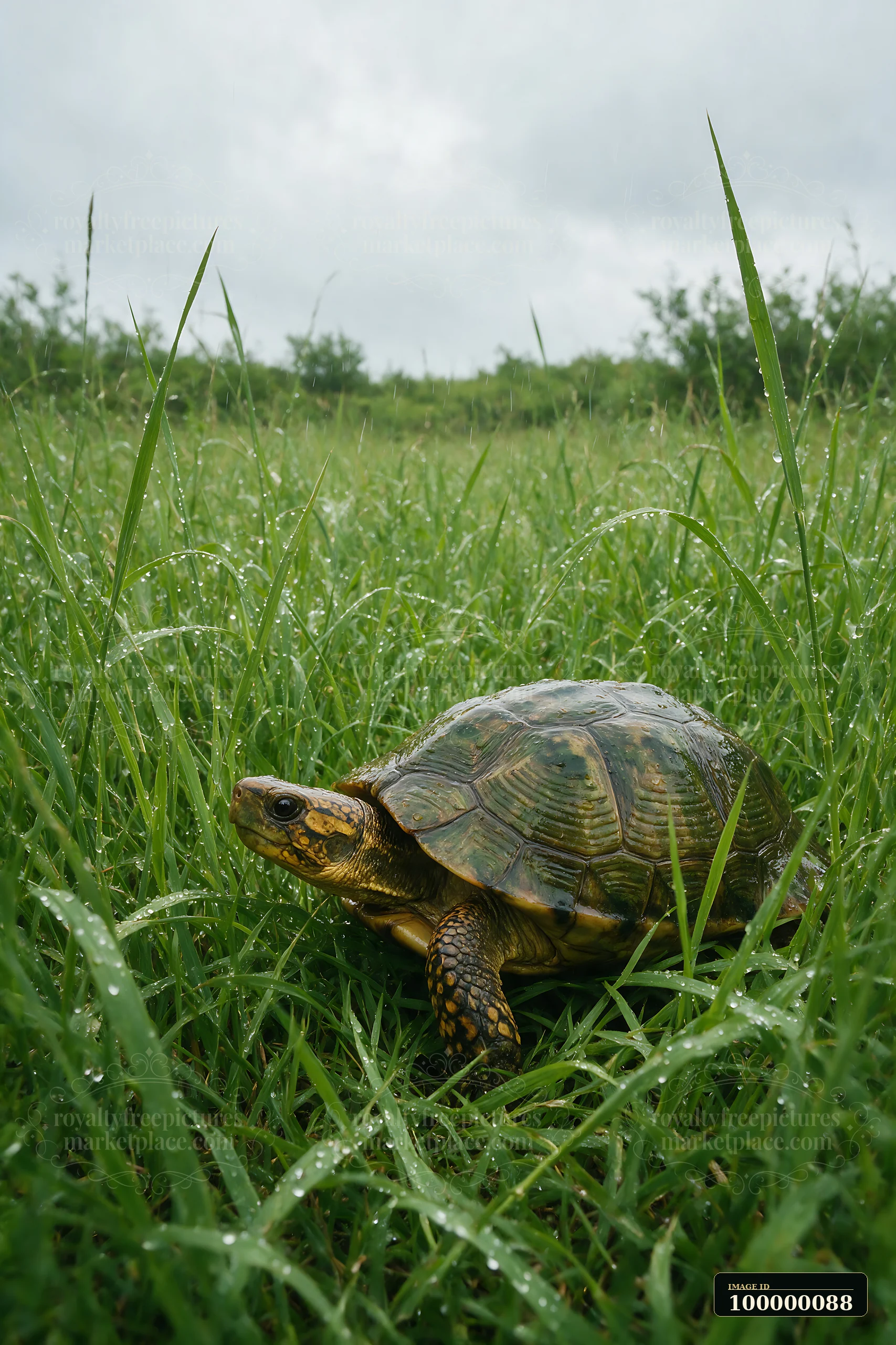 Turtle moves through rain-wet grass beneath an overcast sky.
