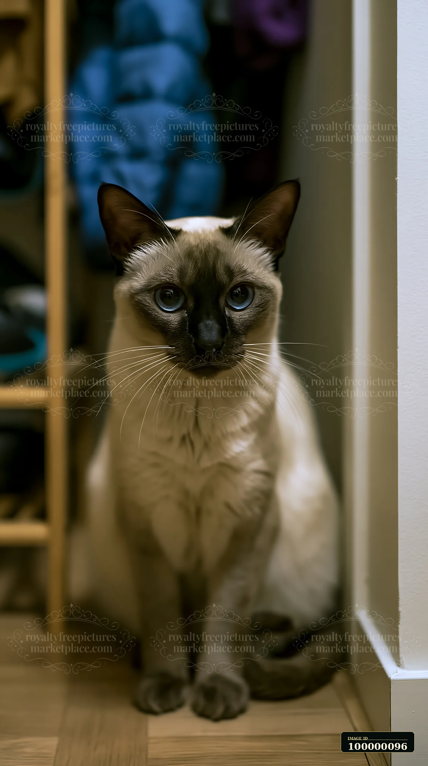 Tonkinese cat with blue eyes sits indoors beside a shelving unit, facing the camera.