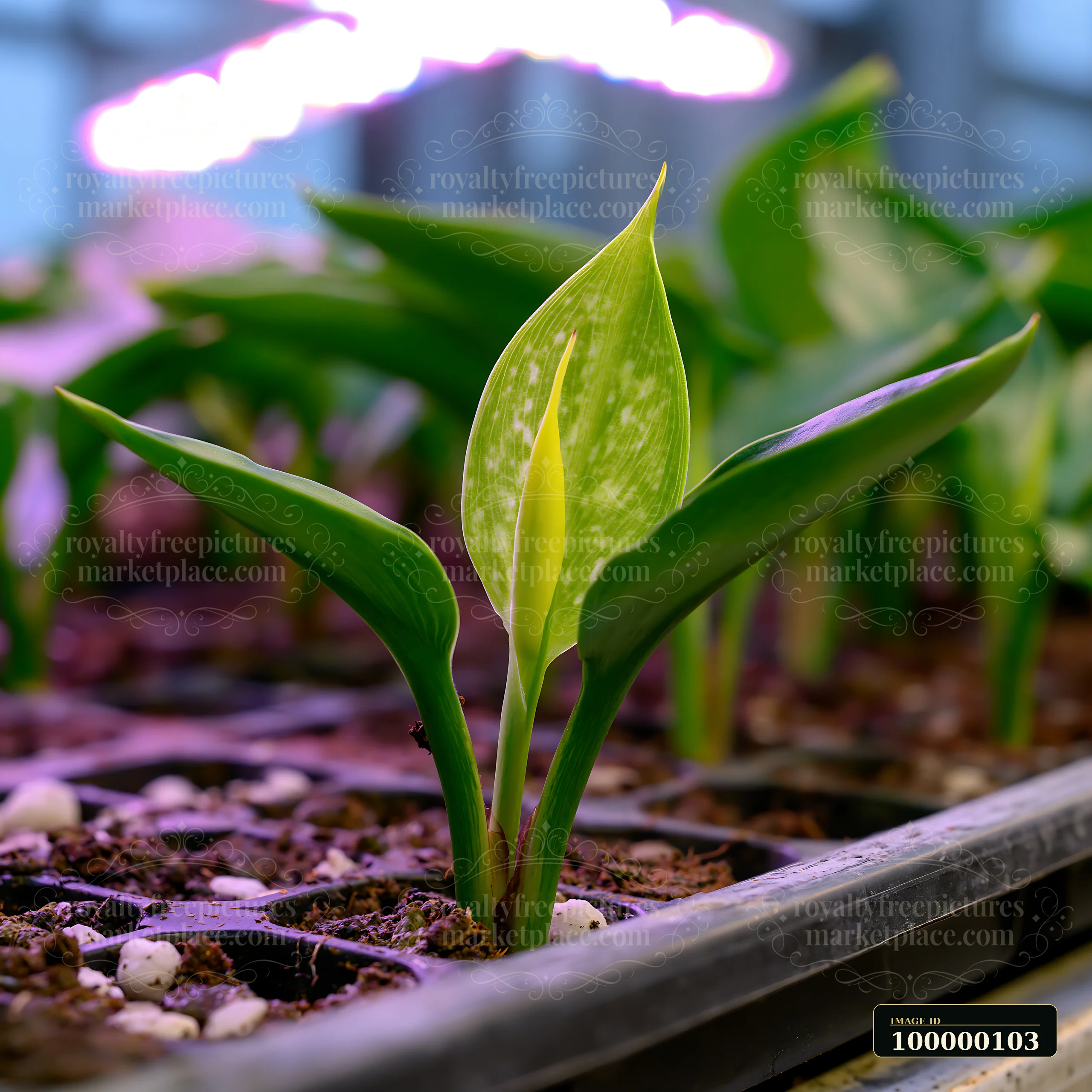 Young green plant with broad leaves growing in soil-filled nursery trays beneath colorful grow lights.