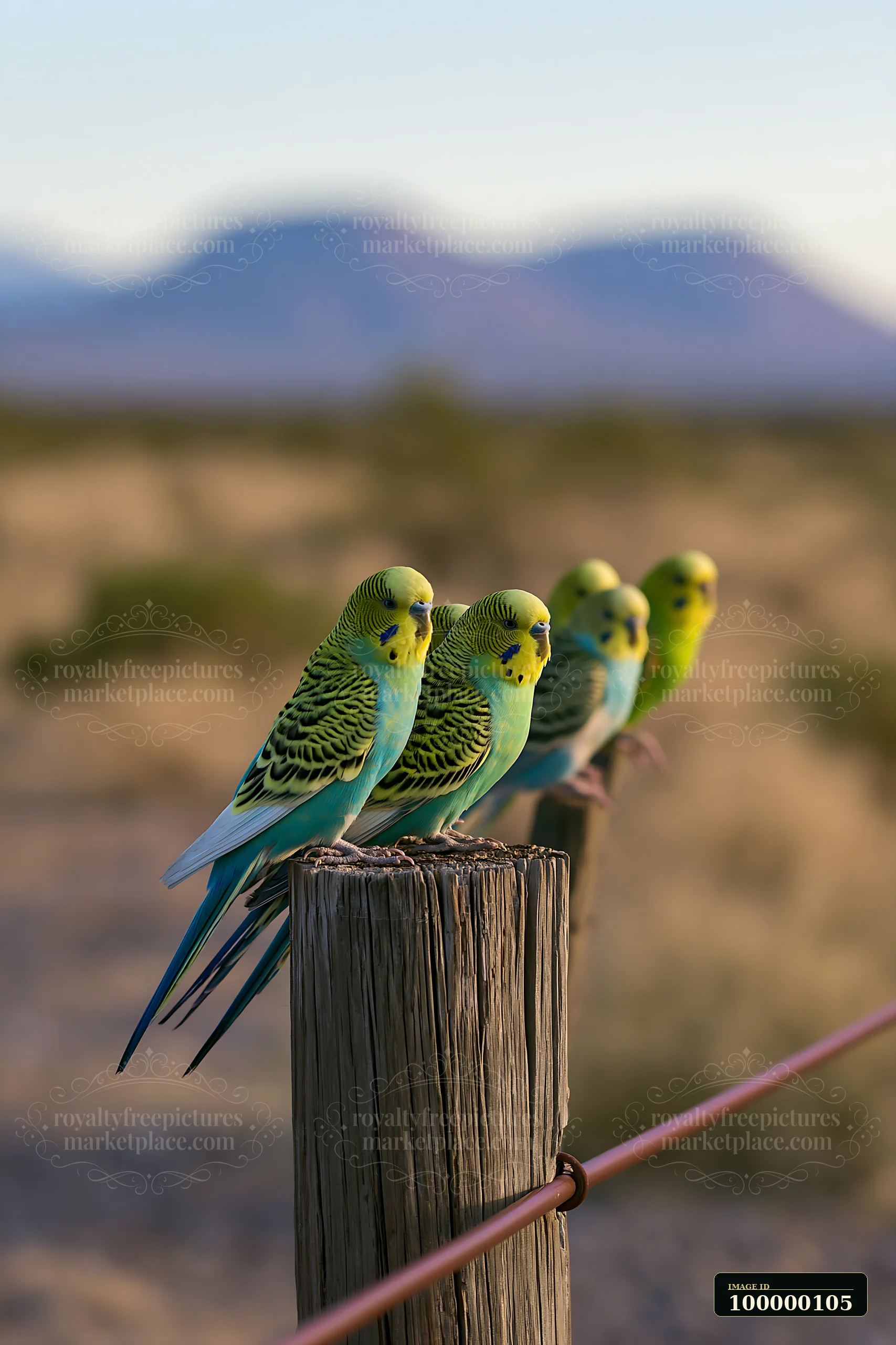Several colorful budgerigars perch on a weathered wooden post with dry terrain and blurred mountains behind them.