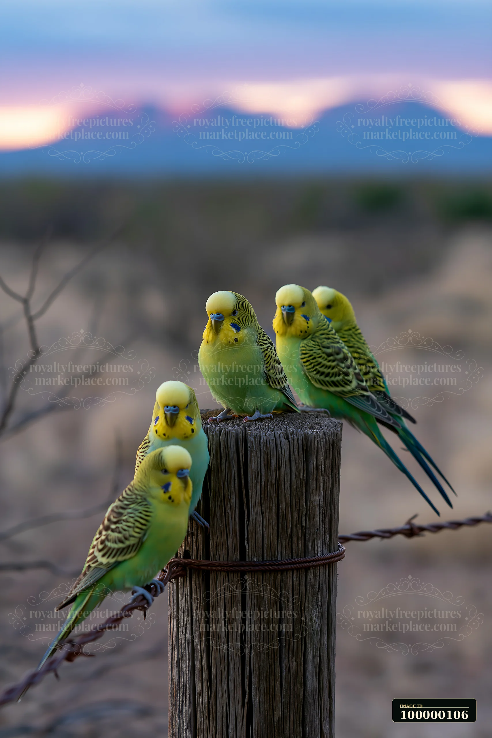 Five colorful budgerigars perch on a wooden fence post and wire in a desert landscape at sunset.