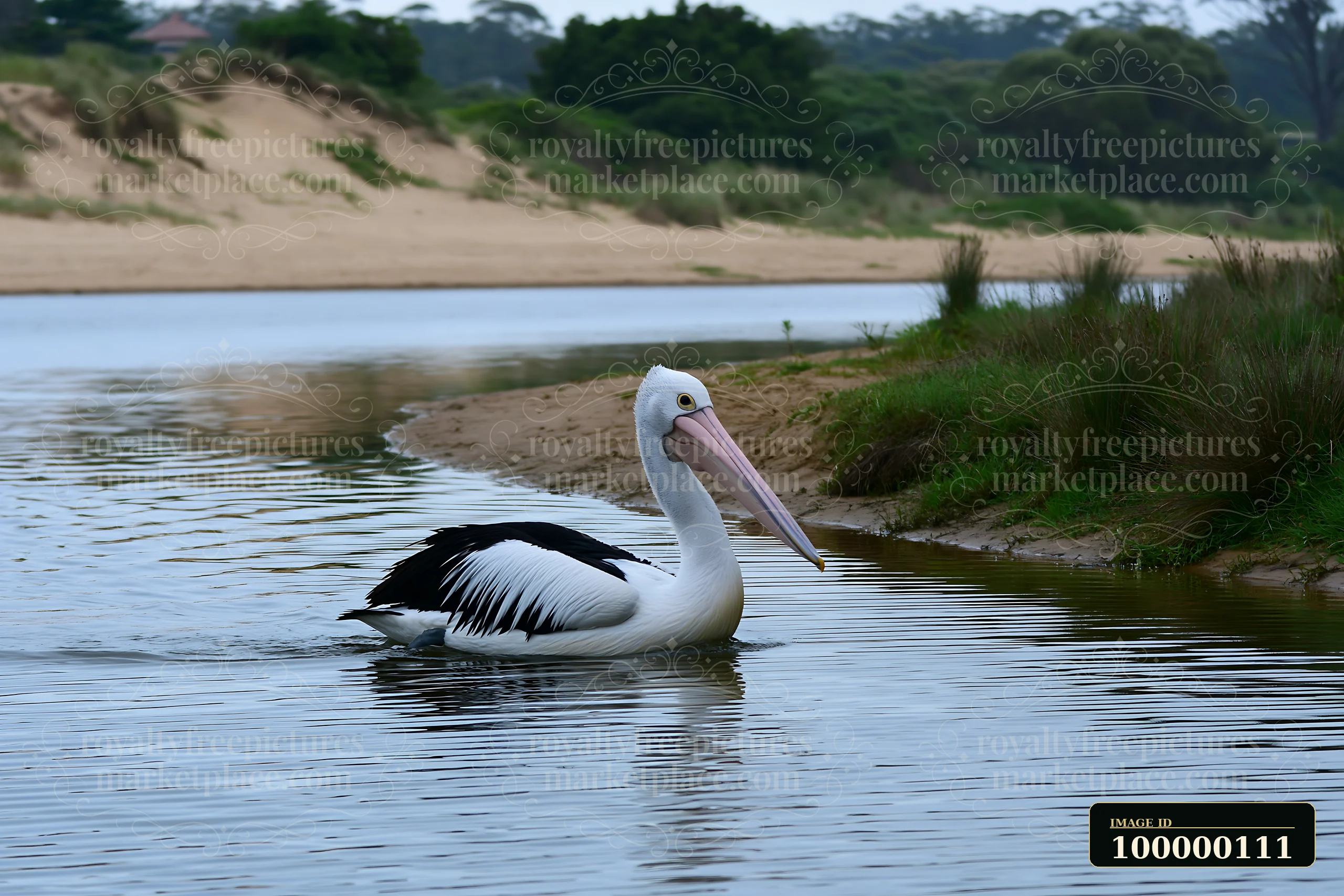 Australian pelican swimming in a coastal lagoon beside sandy dunes and coastal grasses.