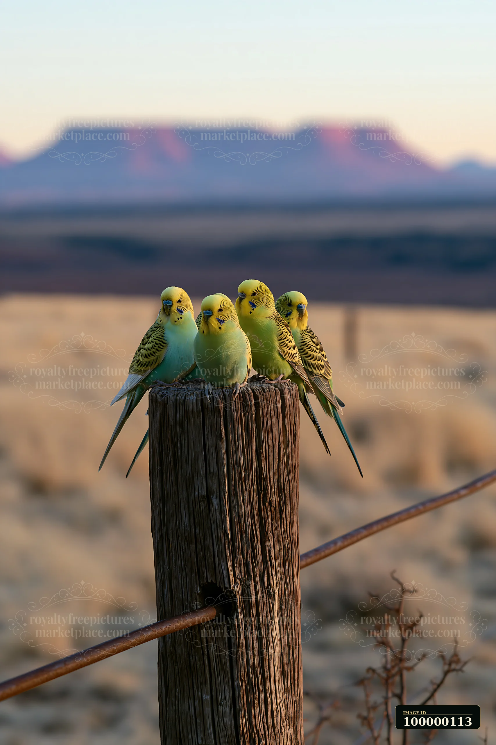 Four colorful budgerigars perch together on a weathered wooden post with a blurred desert and mountains behind them.