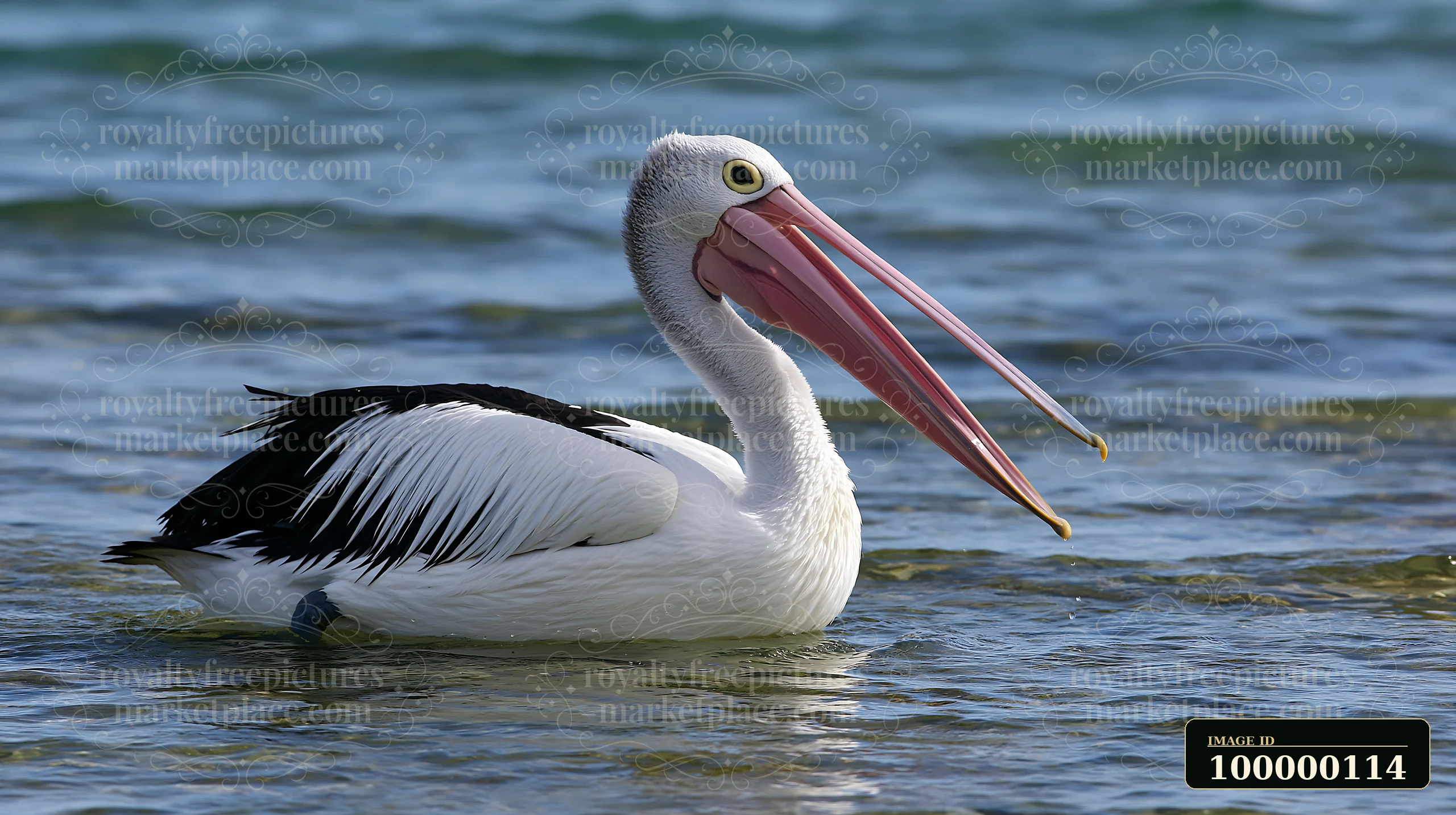 Australian pelican floating on rippling coastal lagoon water in a close wildlife photograph.