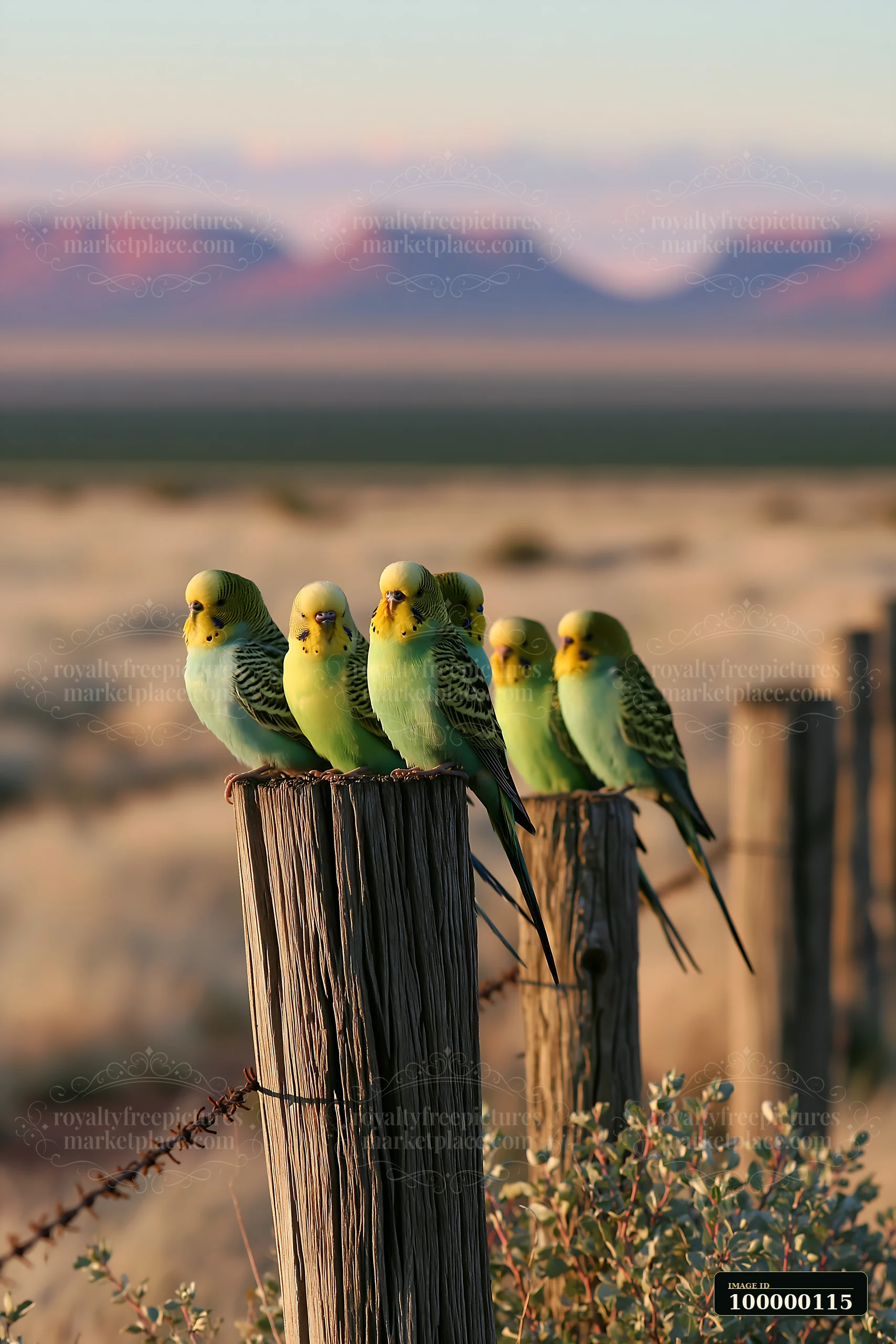 Colorful budgerigars perch on weathered posts in a sandy desert landscape with blurred mountains.