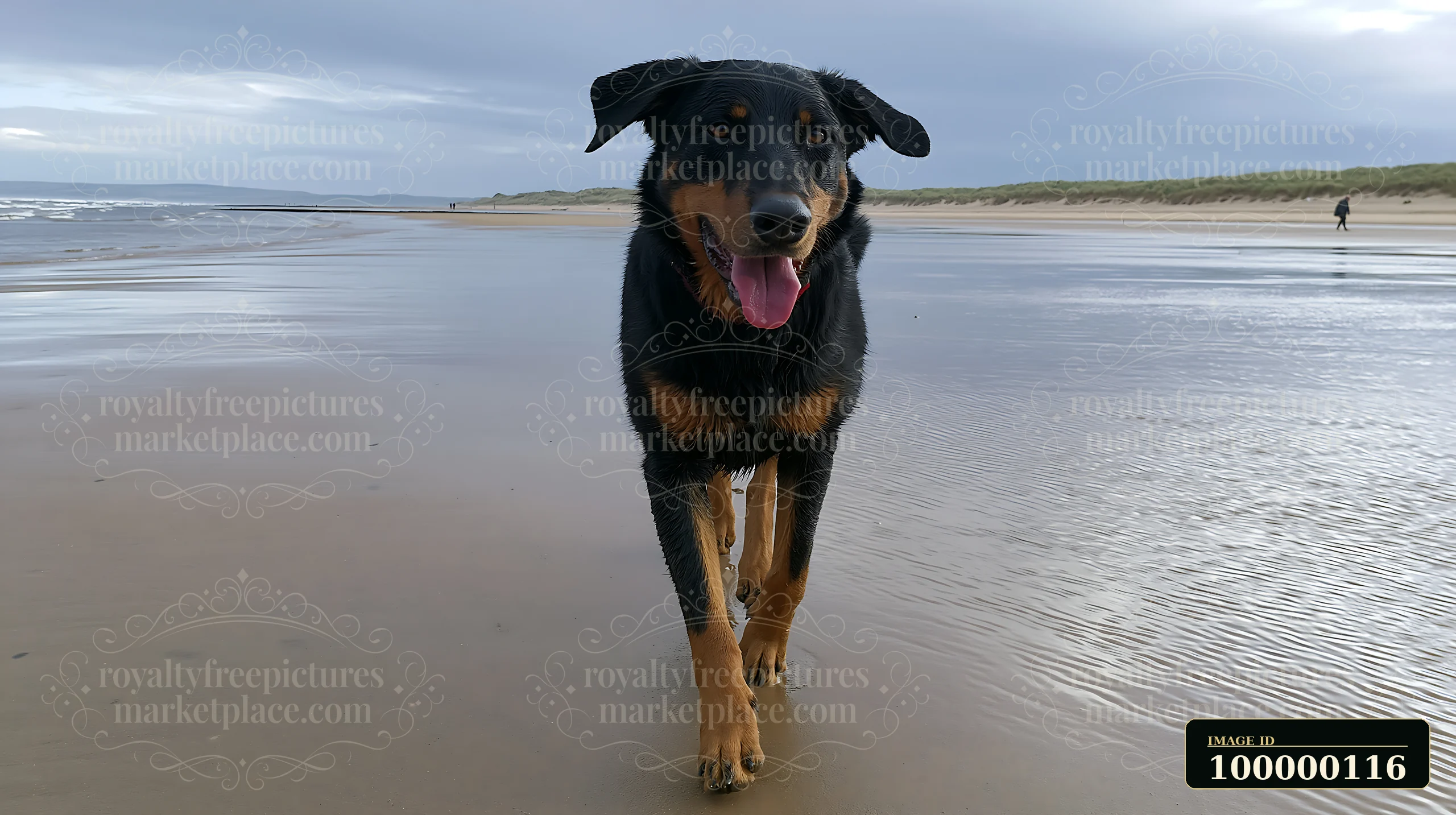 Black and tan dog walking toward the camera across wet sand beside the sea under a cloudy sky.
