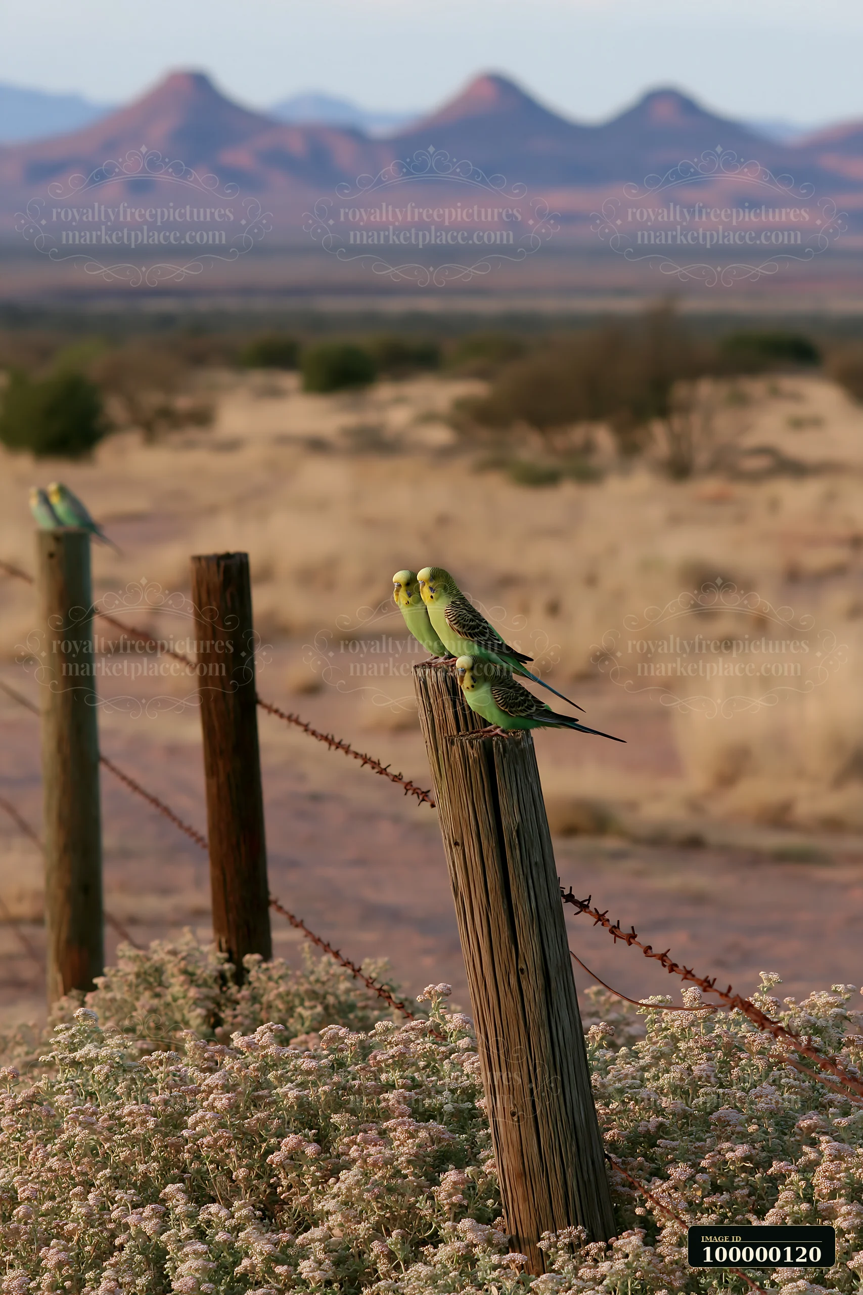 Four green and yellow budgerigars perch on fence posts above flowering desert vegetation and blurred mountains.