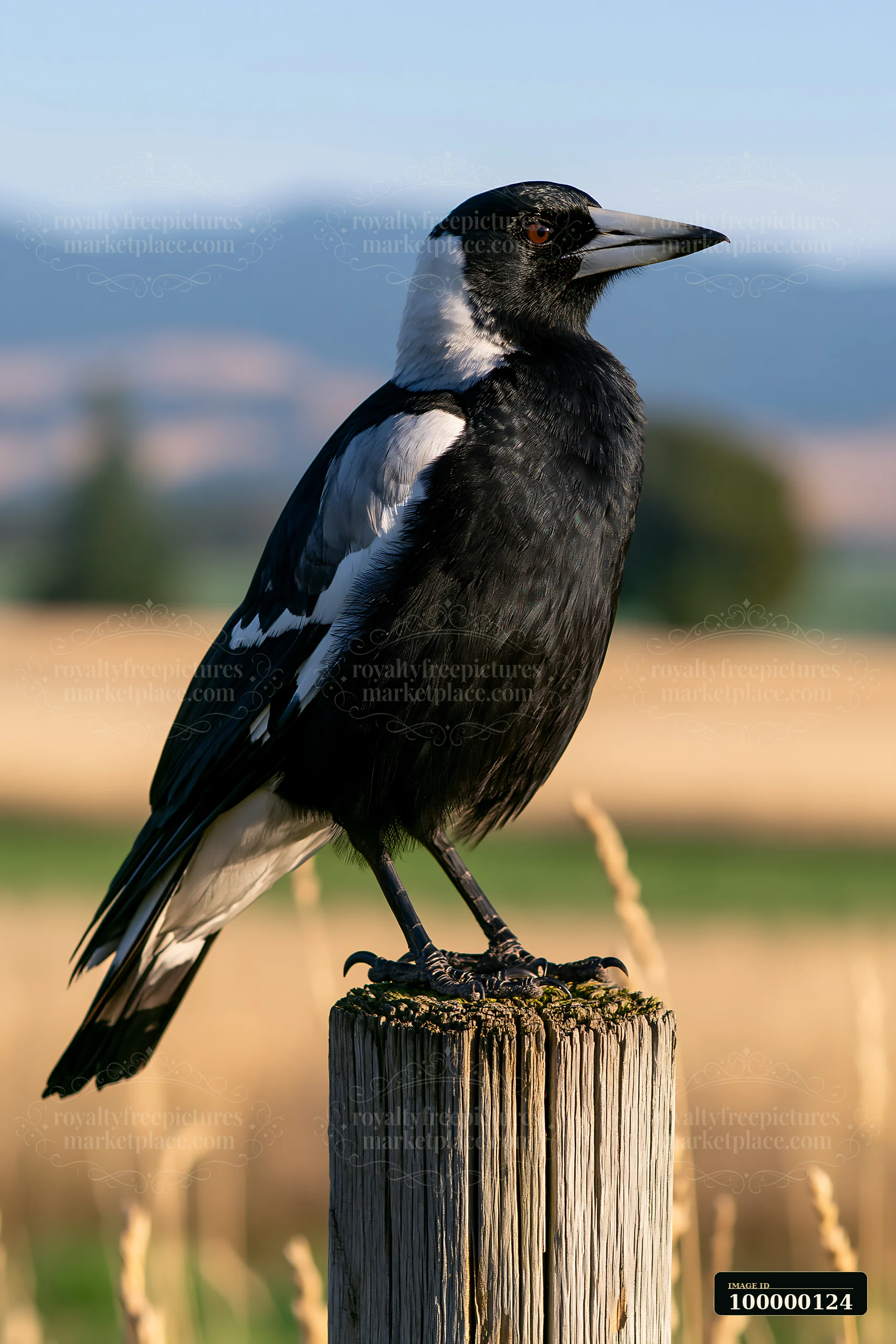 Australian magpie perched on a weathered wooden post in sunlit grassland with blurred hills behind it.