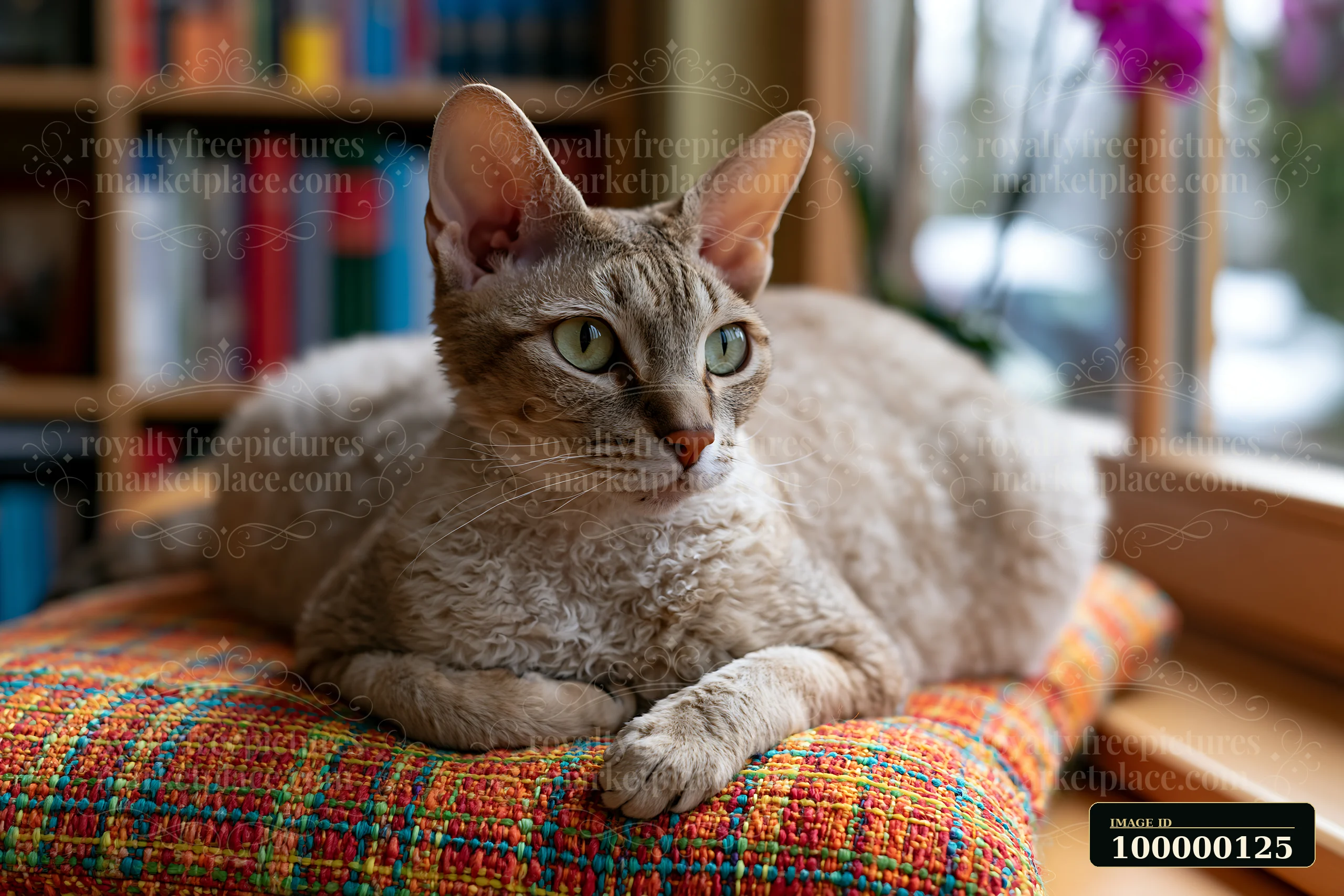 Curly-coated German Rex cat resting on a colorful woven cushion beside a sunlit window.