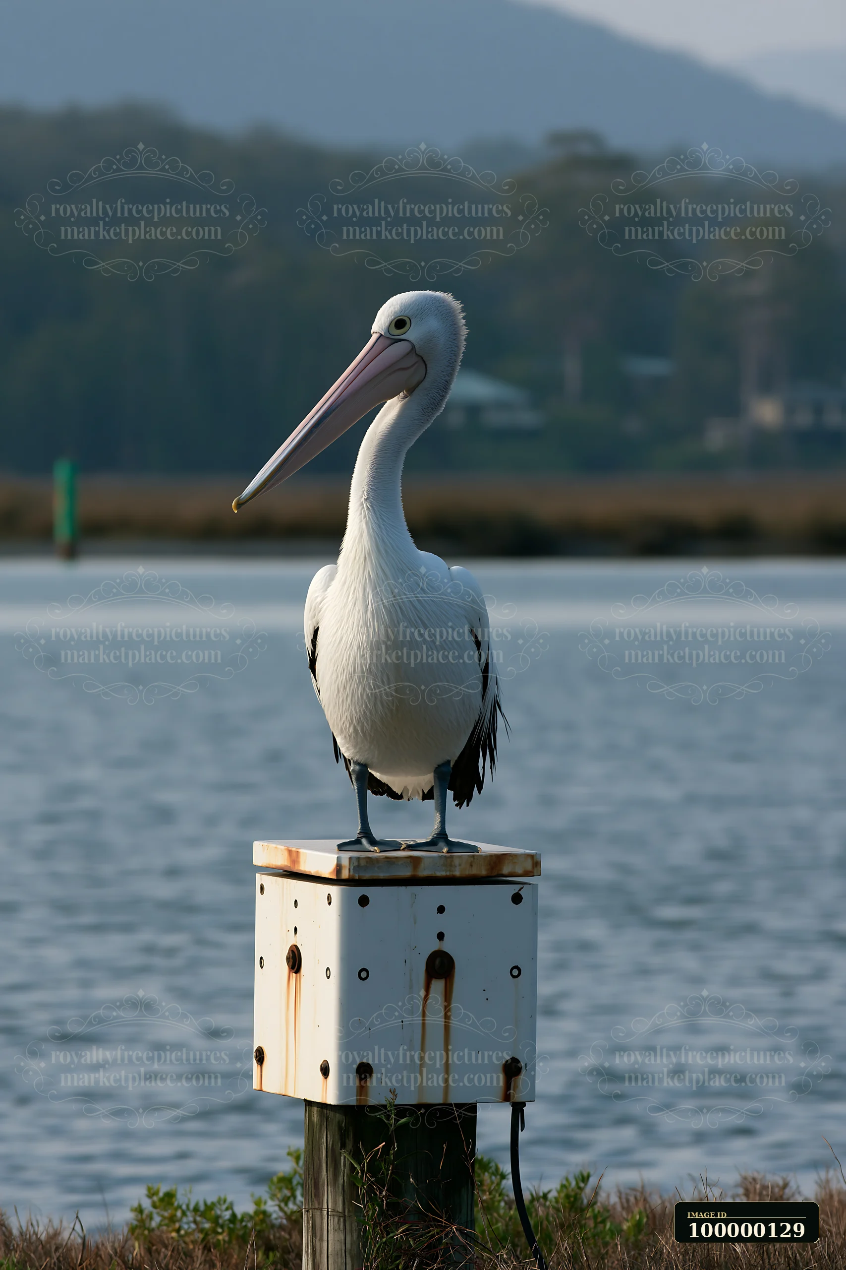 Australian pelican standing on a weathered marker above calm coastal lagoon water.