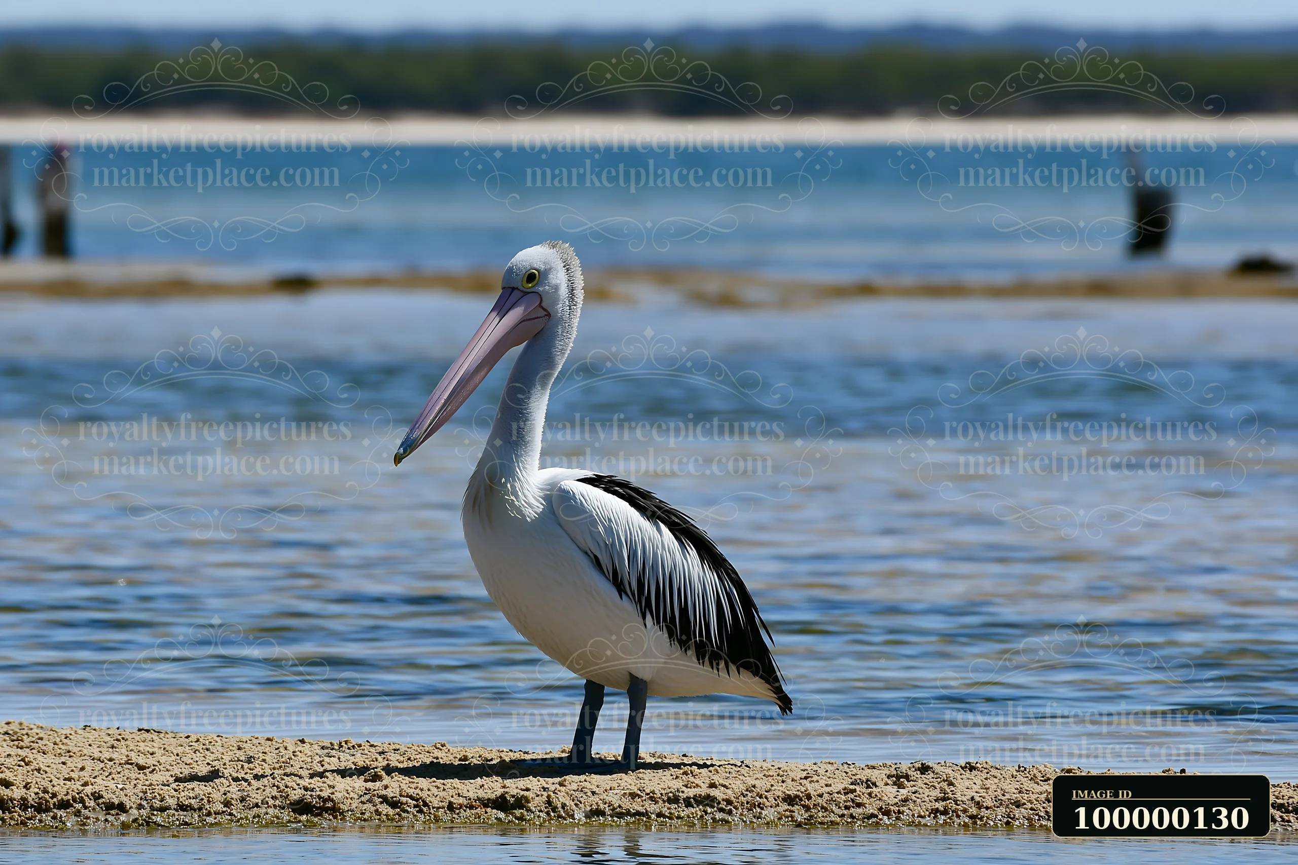 Australian pelican stands on a sandy shore beside a blue coastal lagoon.
