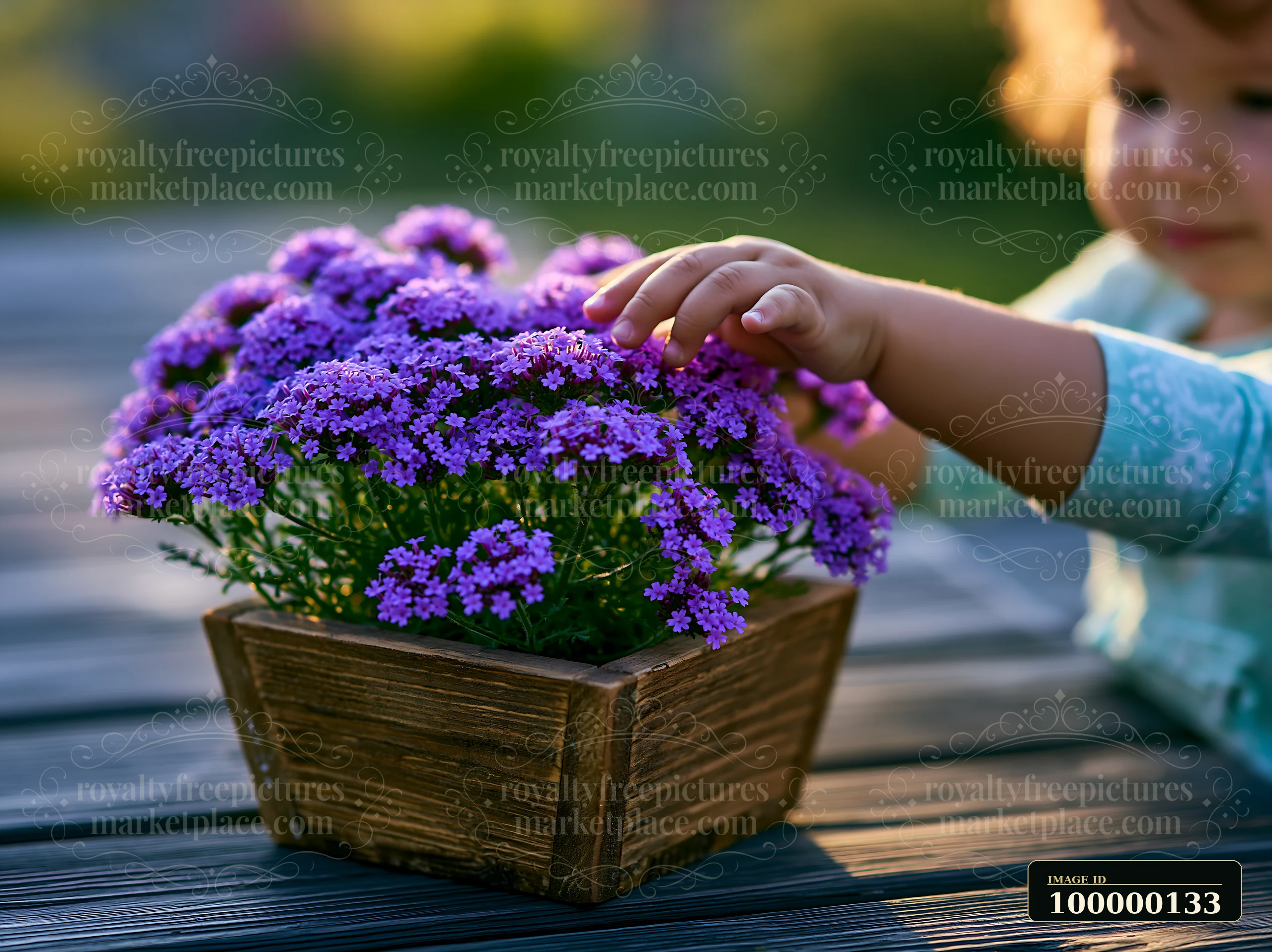 Child gently touching purple verbena flowers growing in a wooden container outdoors.