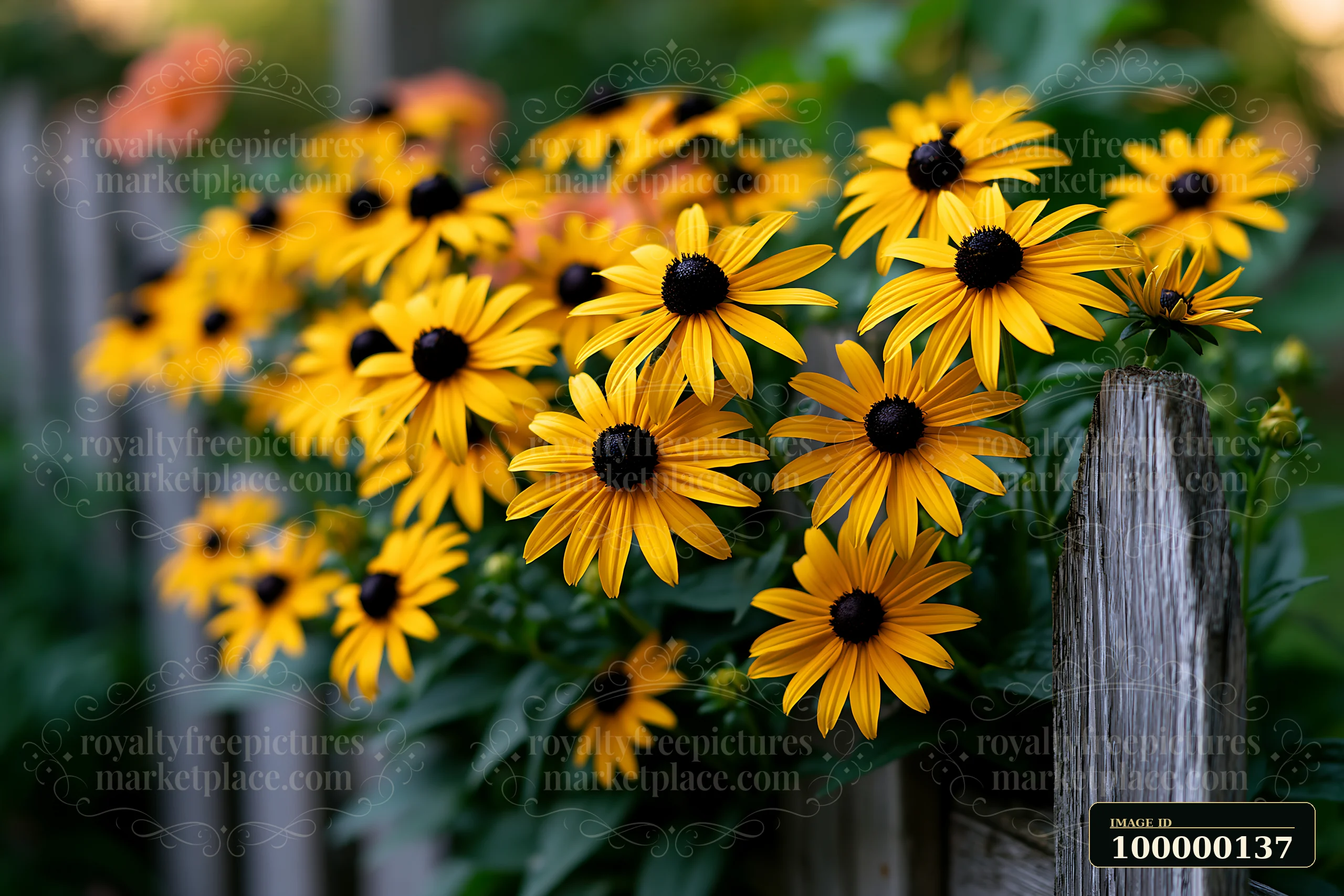 Yellow rudbeckia flowers bloom in sunlight beside a weathered wooden fence and green foliage.