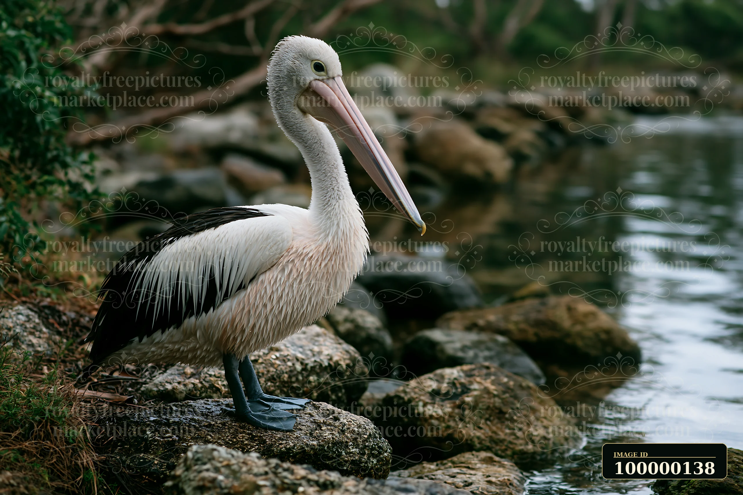 Australian pelican standing on a rock beside a calm, rocky coastal lagoon