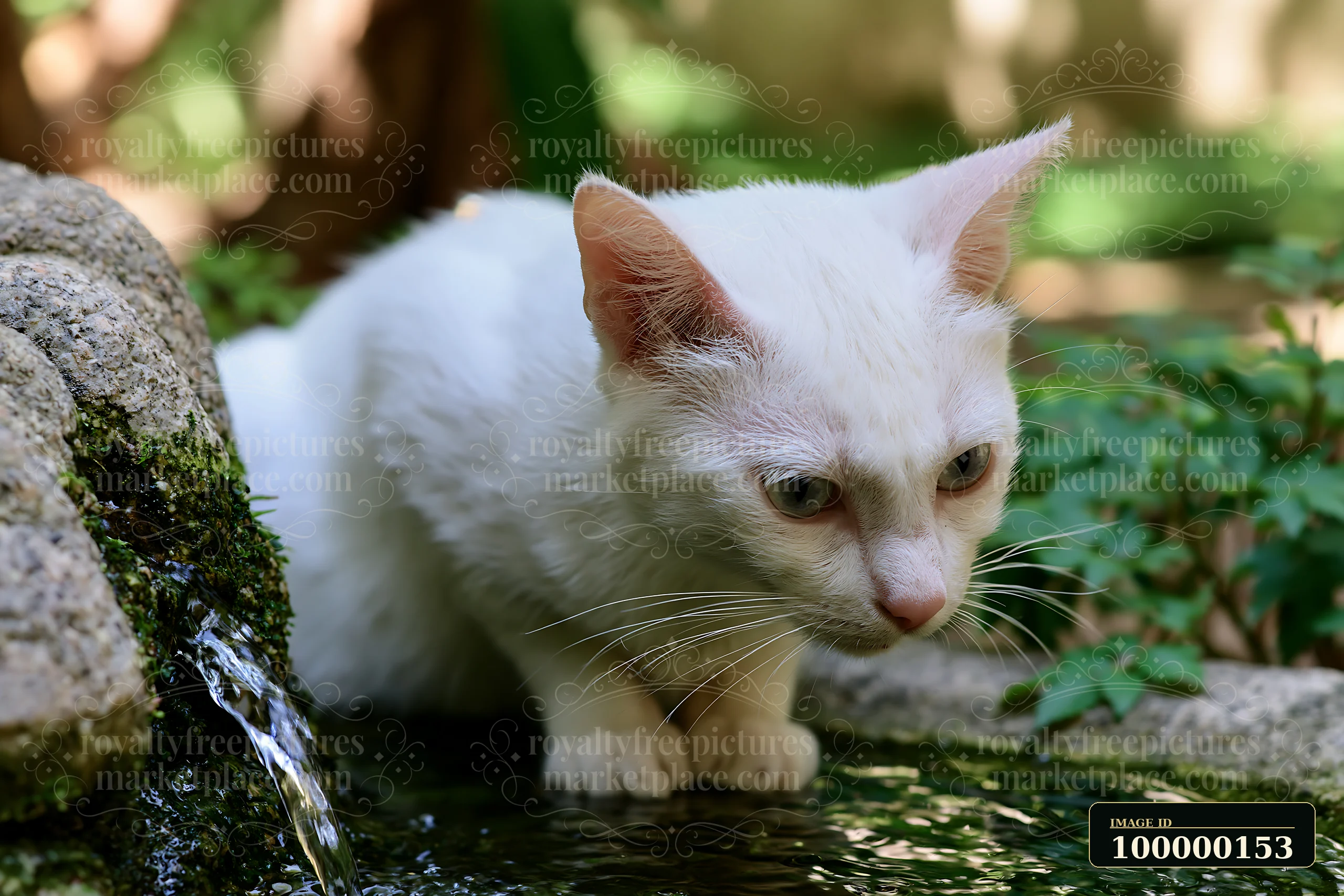 White Khao Manee cat drinking from a shallow stream beside a moss-covered rock in a green forest.