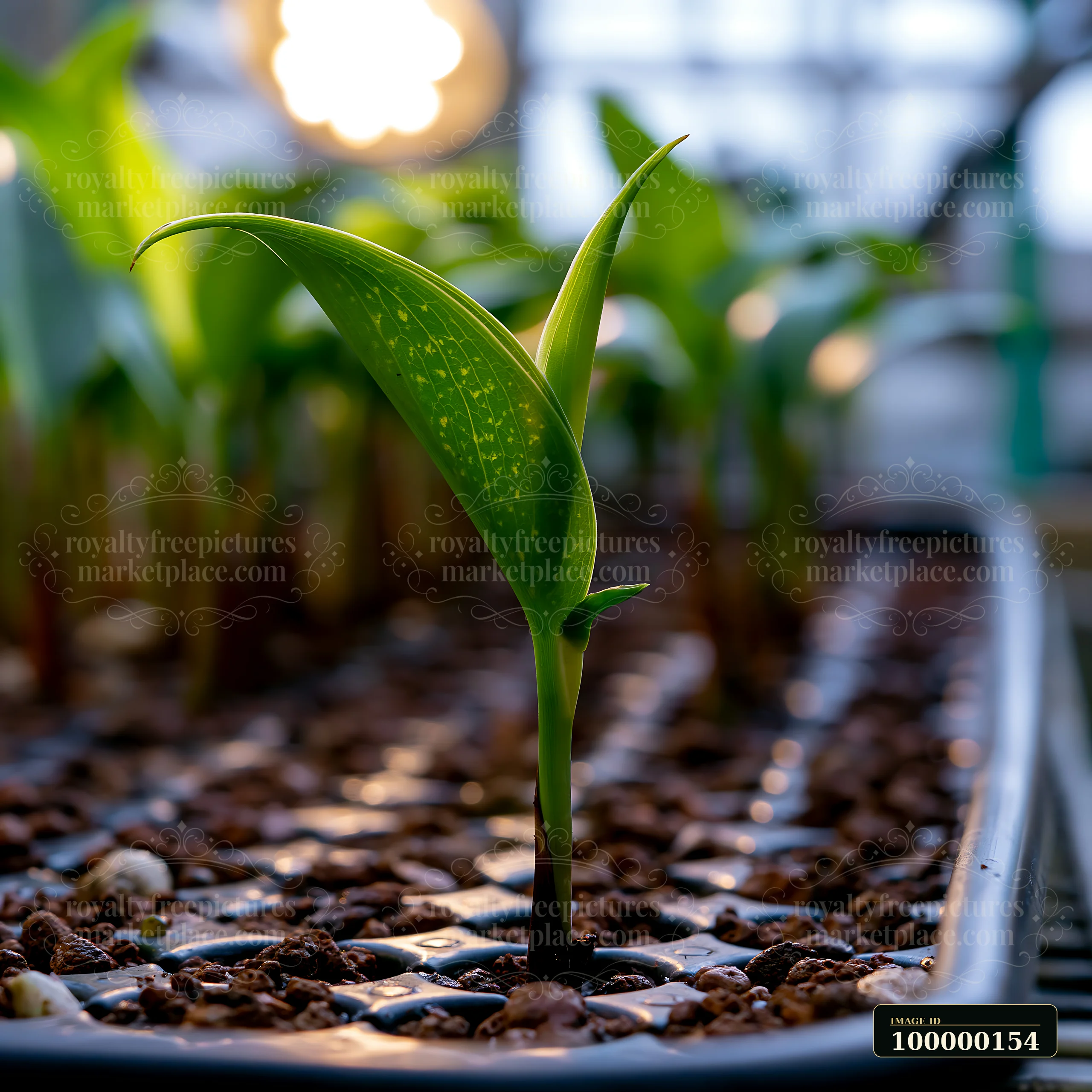 Young green seedling with elongated leaves growing in potting soil inside a nursery tray.