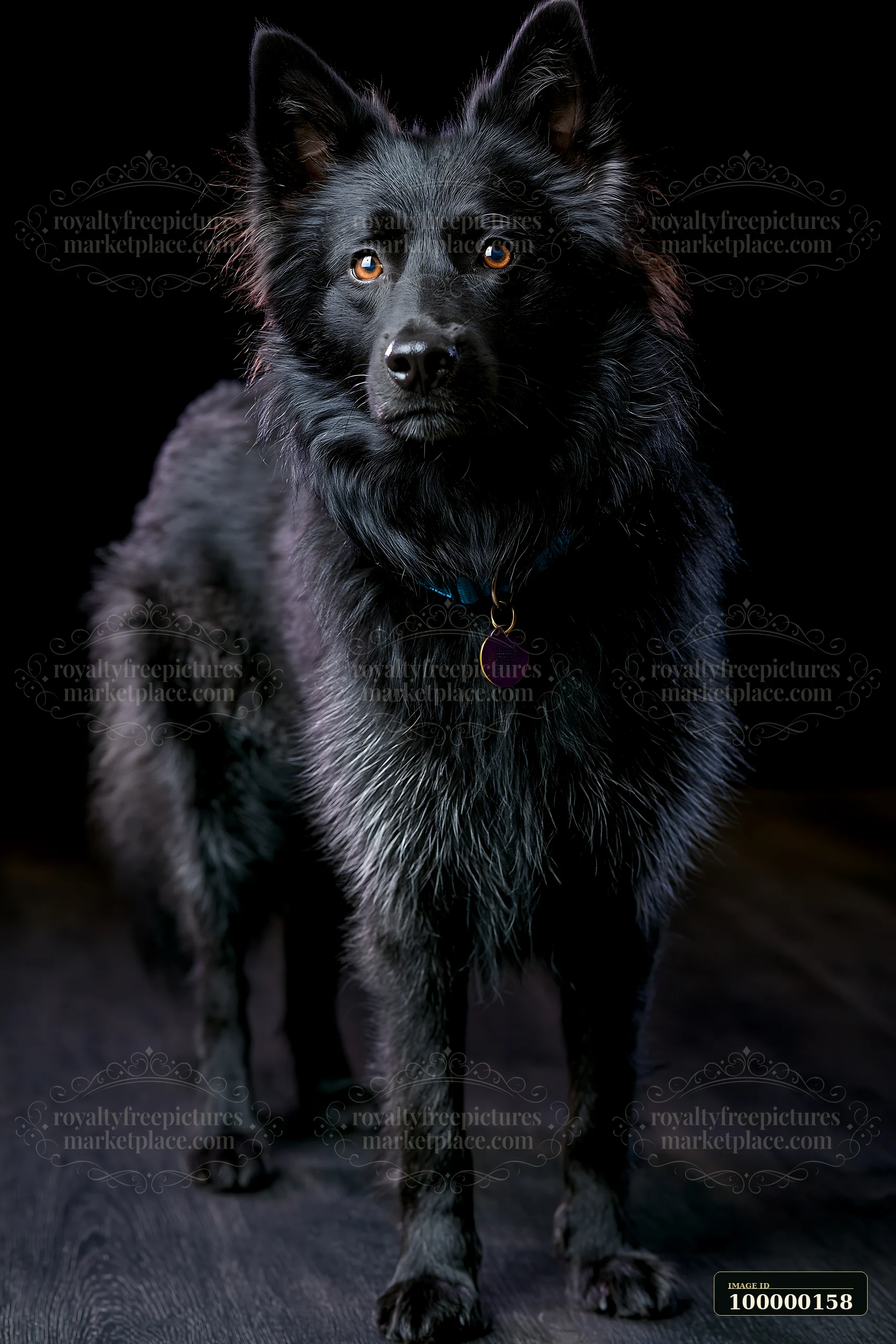 Long-haired black dog stands facing the camera in a dramatic studio portrait against a black background.