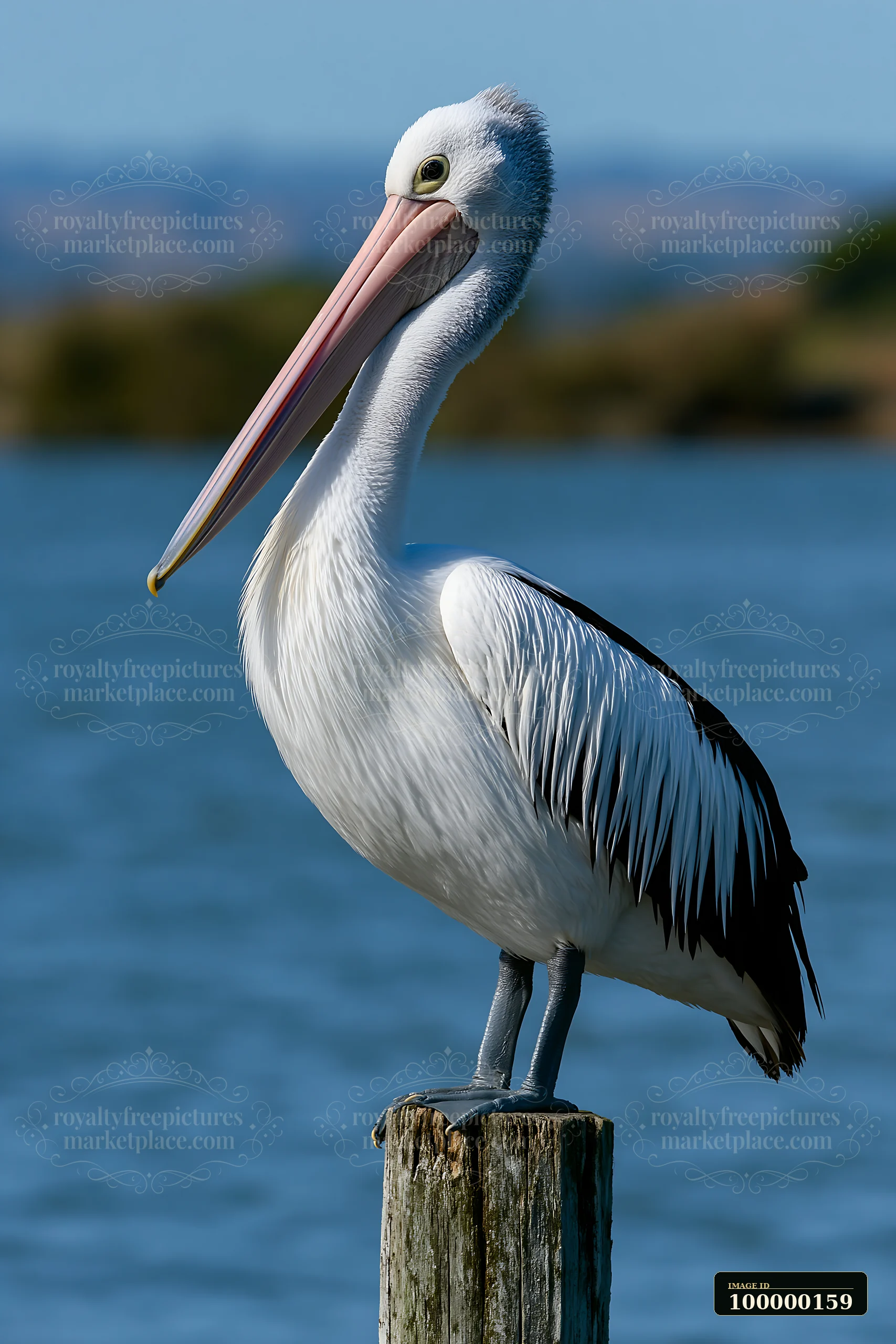 Australian pelican perched on a weathered wooden post beside a calm coastal lagoon.