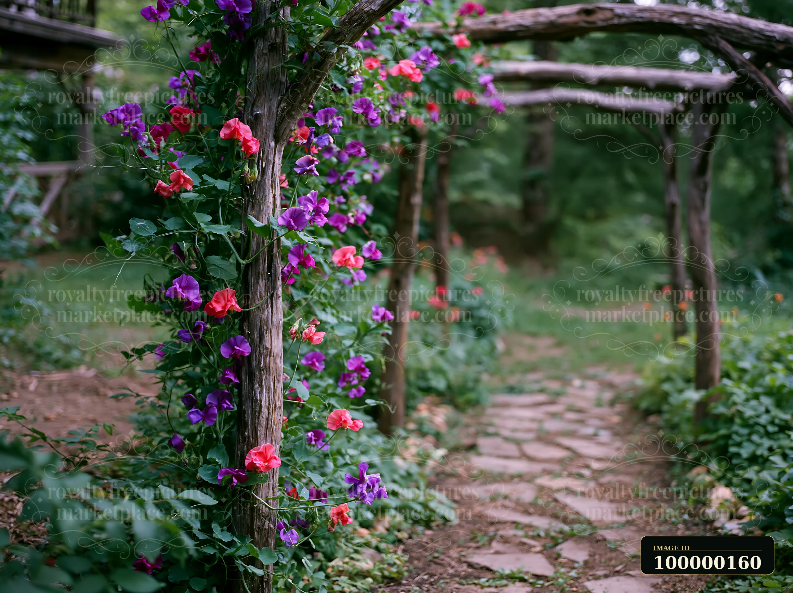 Purple and pink sweet pea flowers climb a rustic wooden trellis beside a garden path.