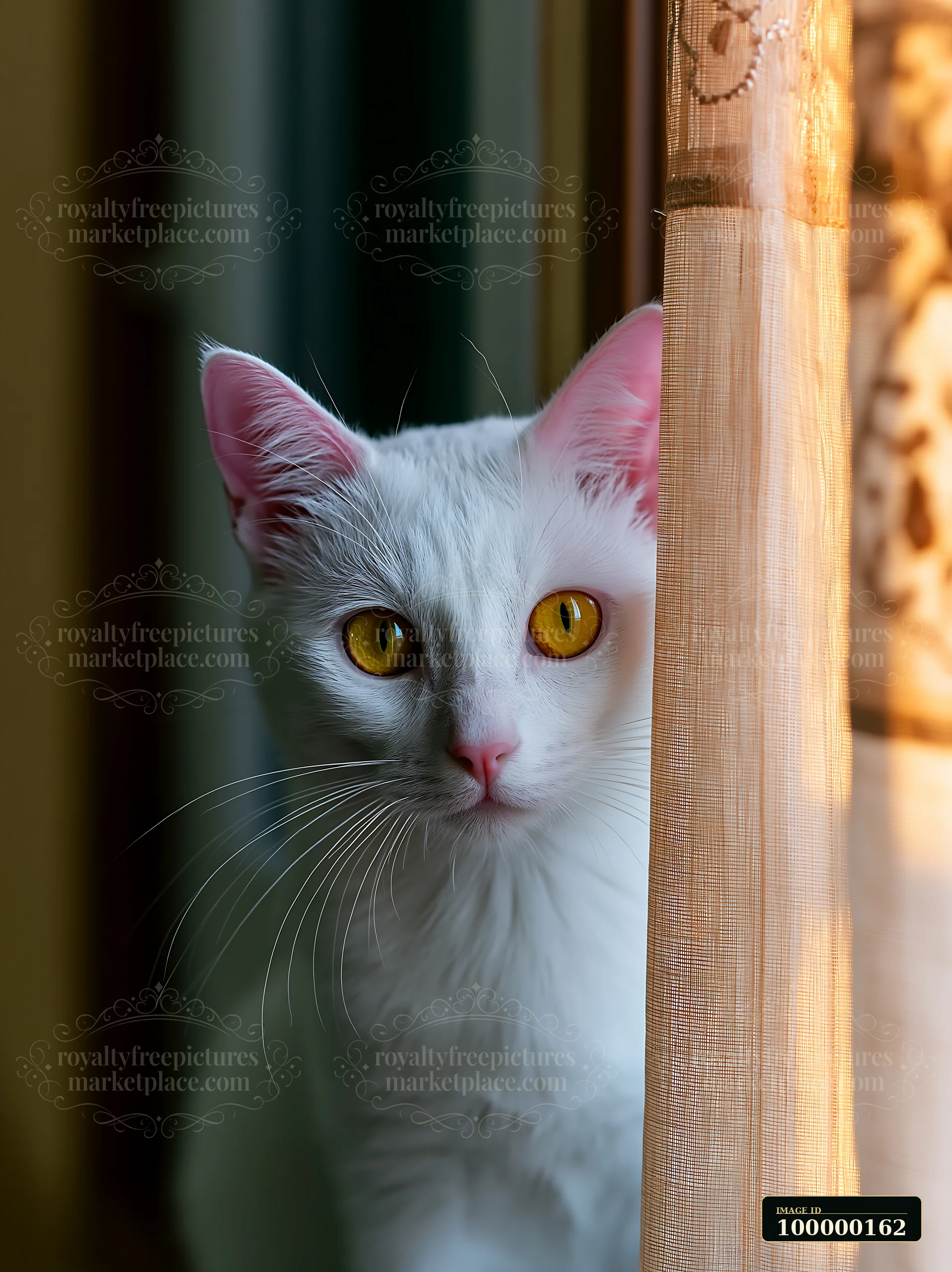 White Khao Manee cat with golden eyes peeks through a sheer curtain in warm sunlight.