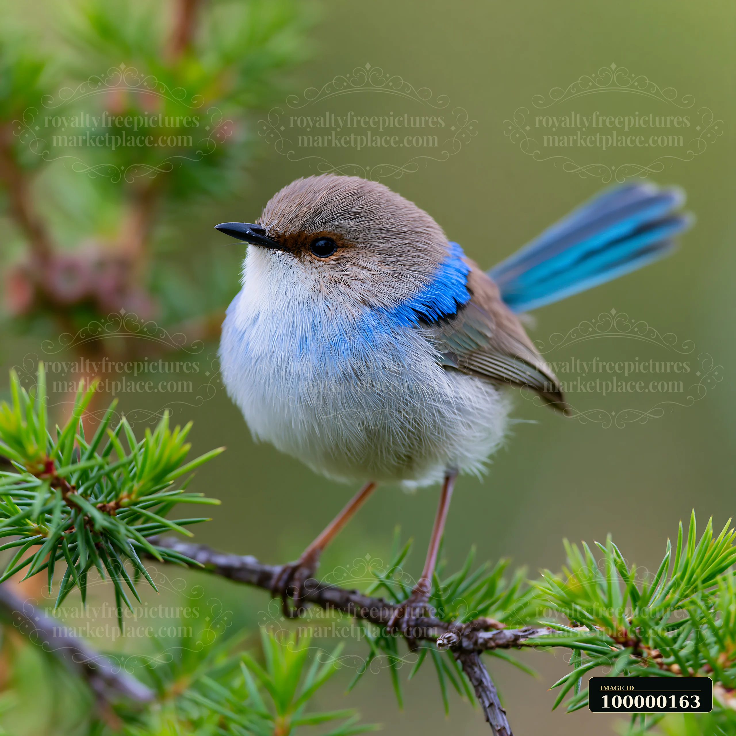 Fairy wren perched on a branch among green native shrubland foliage.