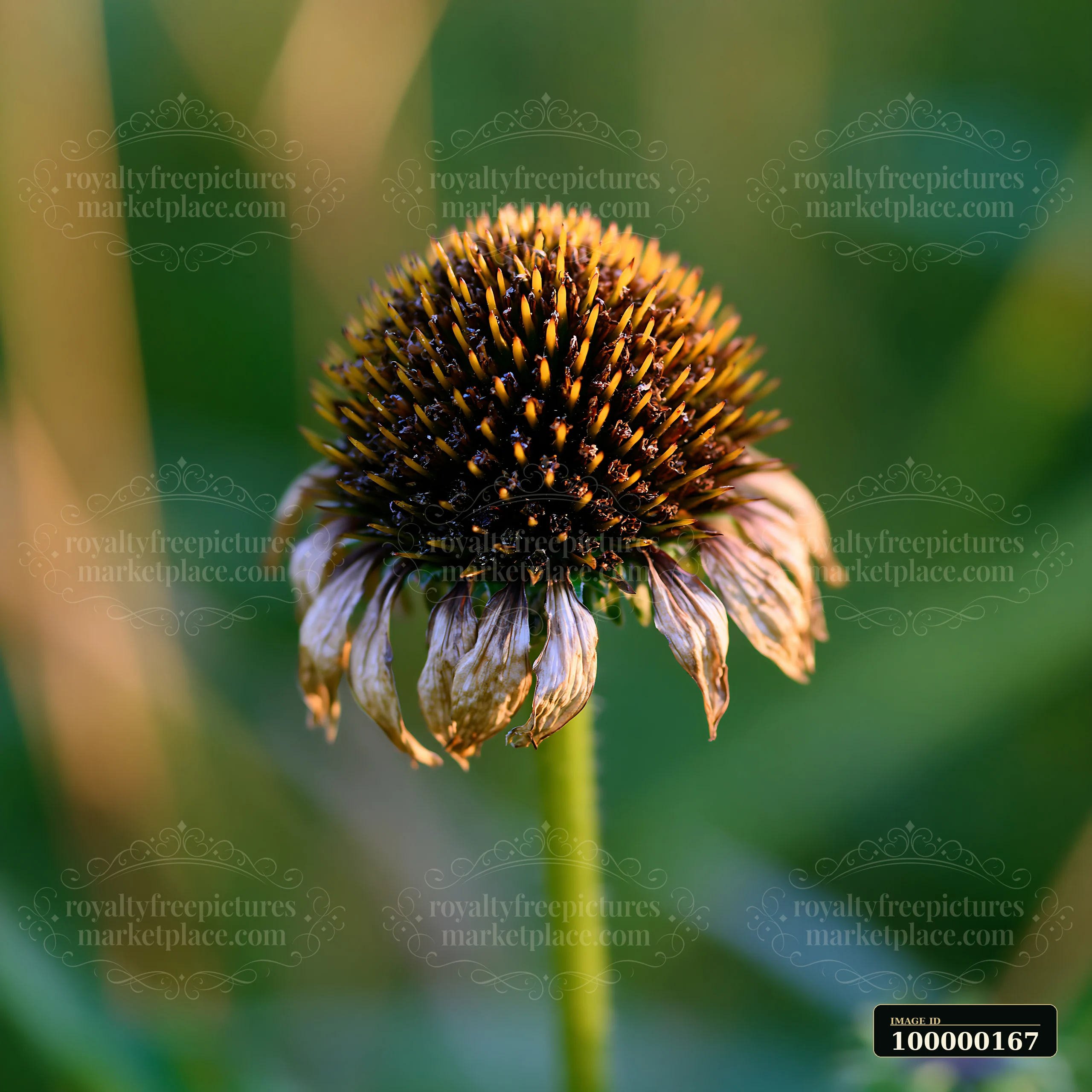 Fading echinacea flower head with drooping petals and a spiny cone against a blurred green background.