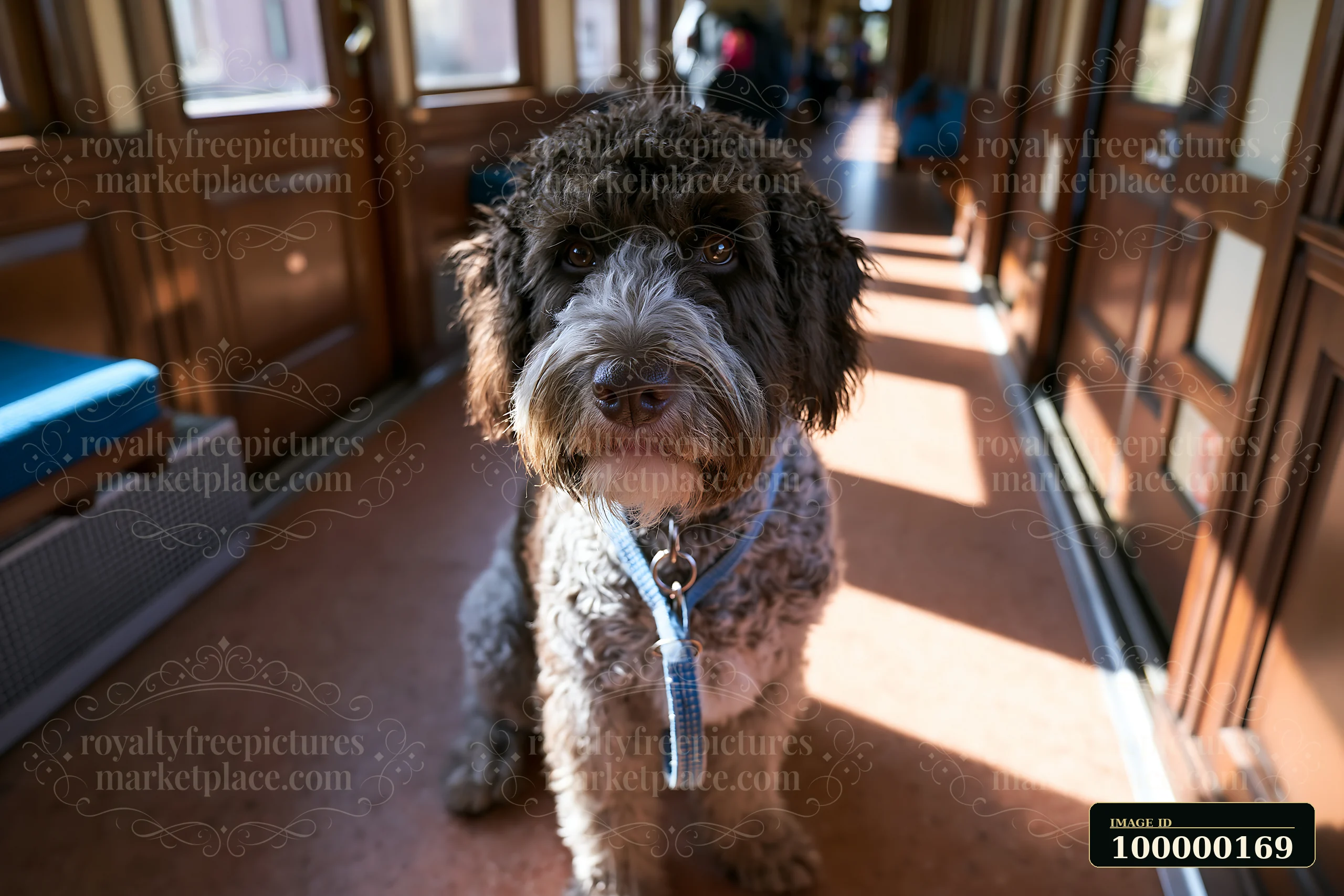 Curly-haired dog wearing a blue leash sits inside a sunlit train carriage.