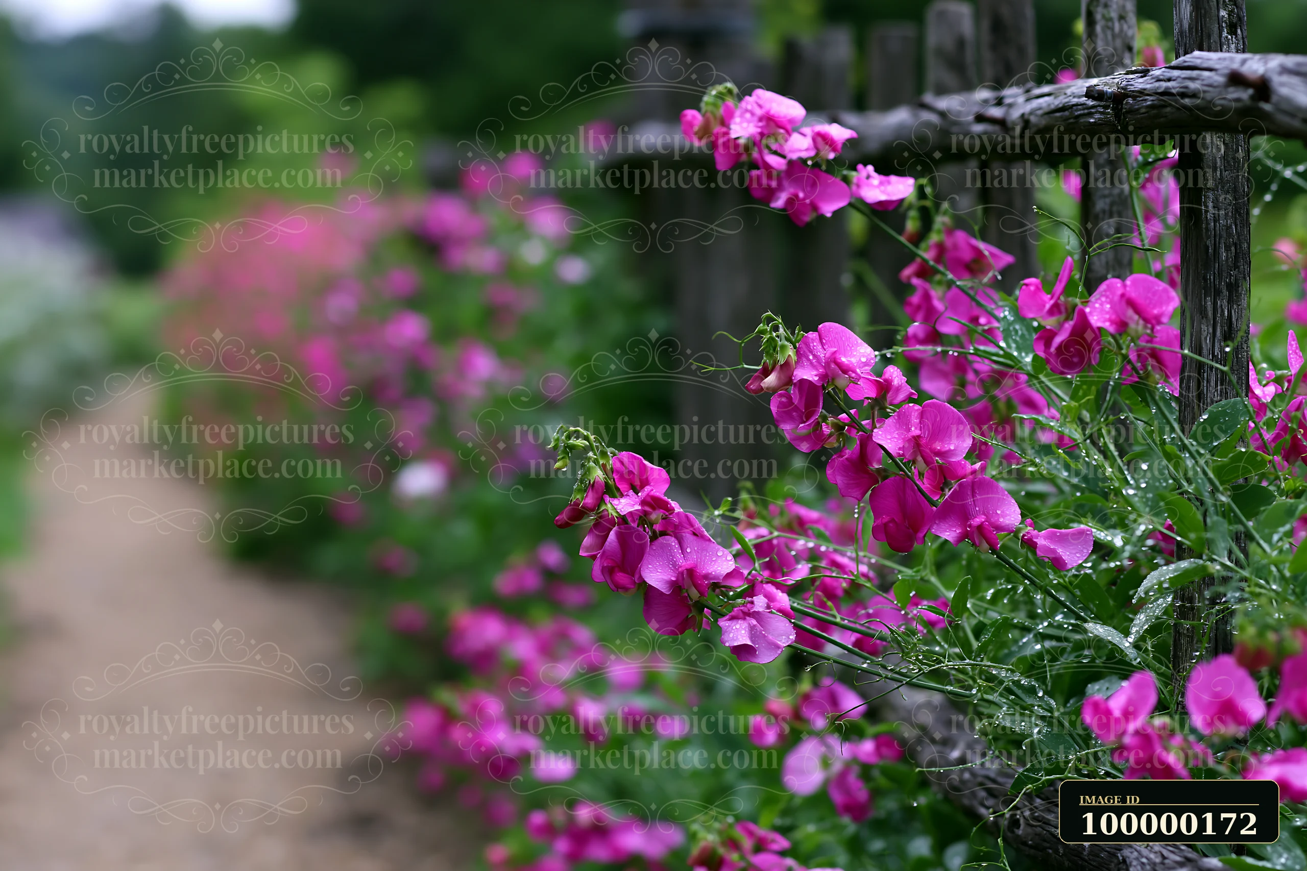 Pink sweet pea flowers climb a rustic wooden trellis beside a blurred garden path after rain.