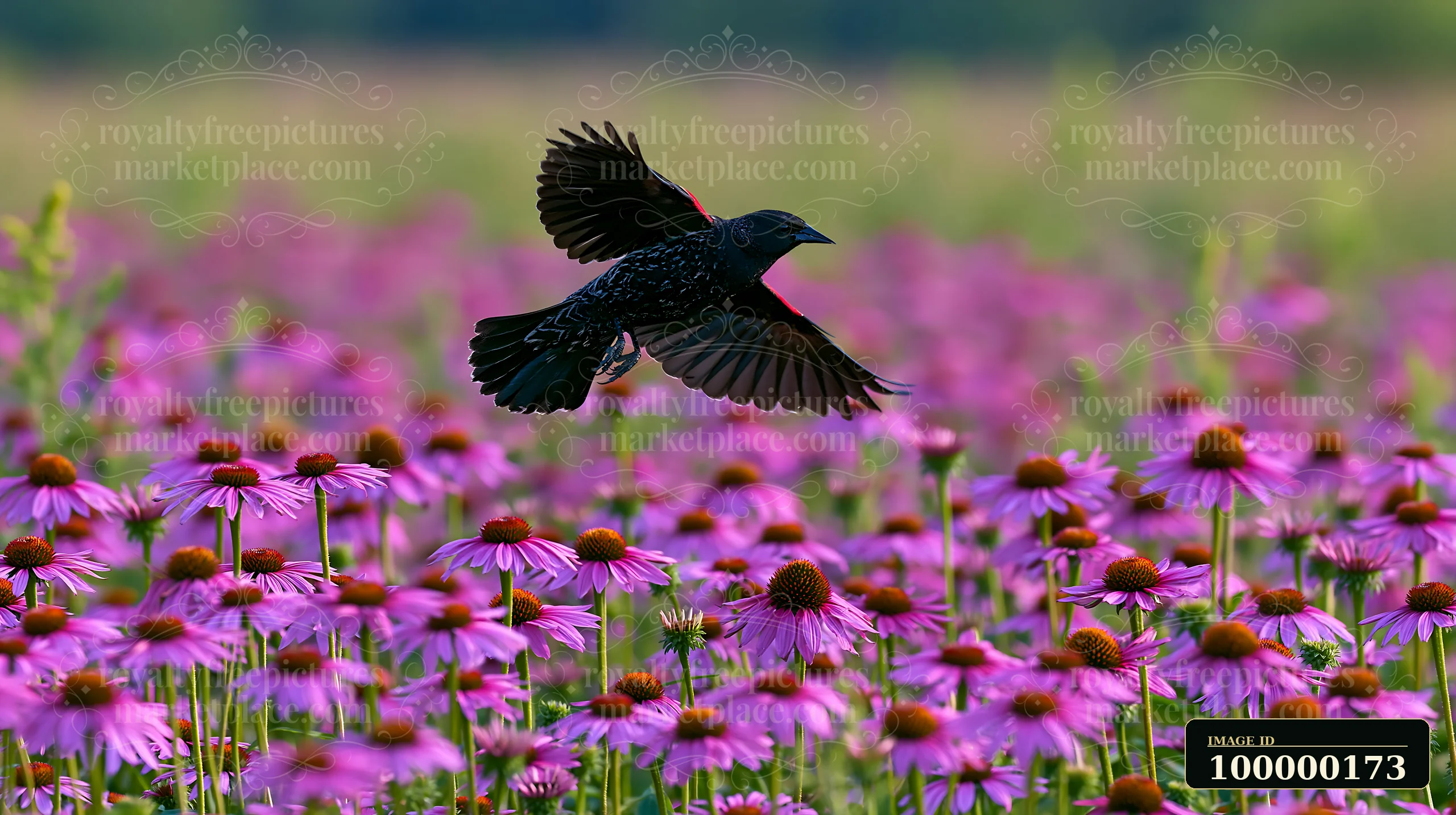 Black bird flying above a colorful field of purple coneflowers with wings fully spread.