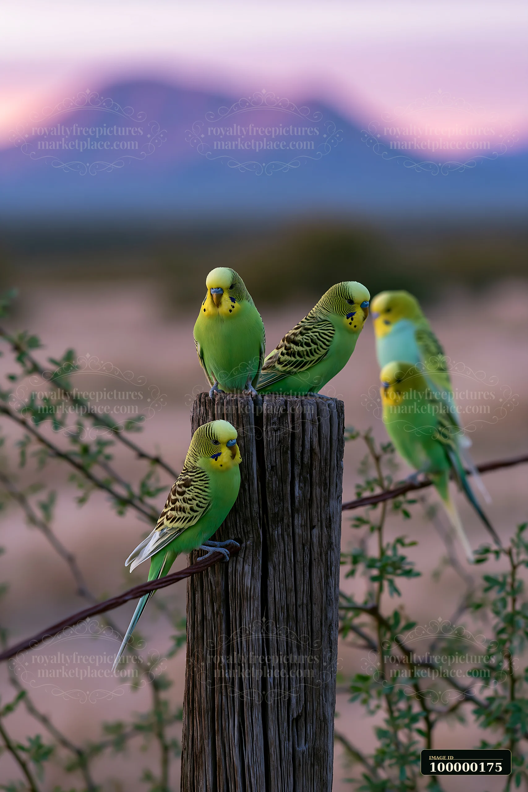 Five green and yellow budgerigars perch on a weathered wooden post in a desert landscape.