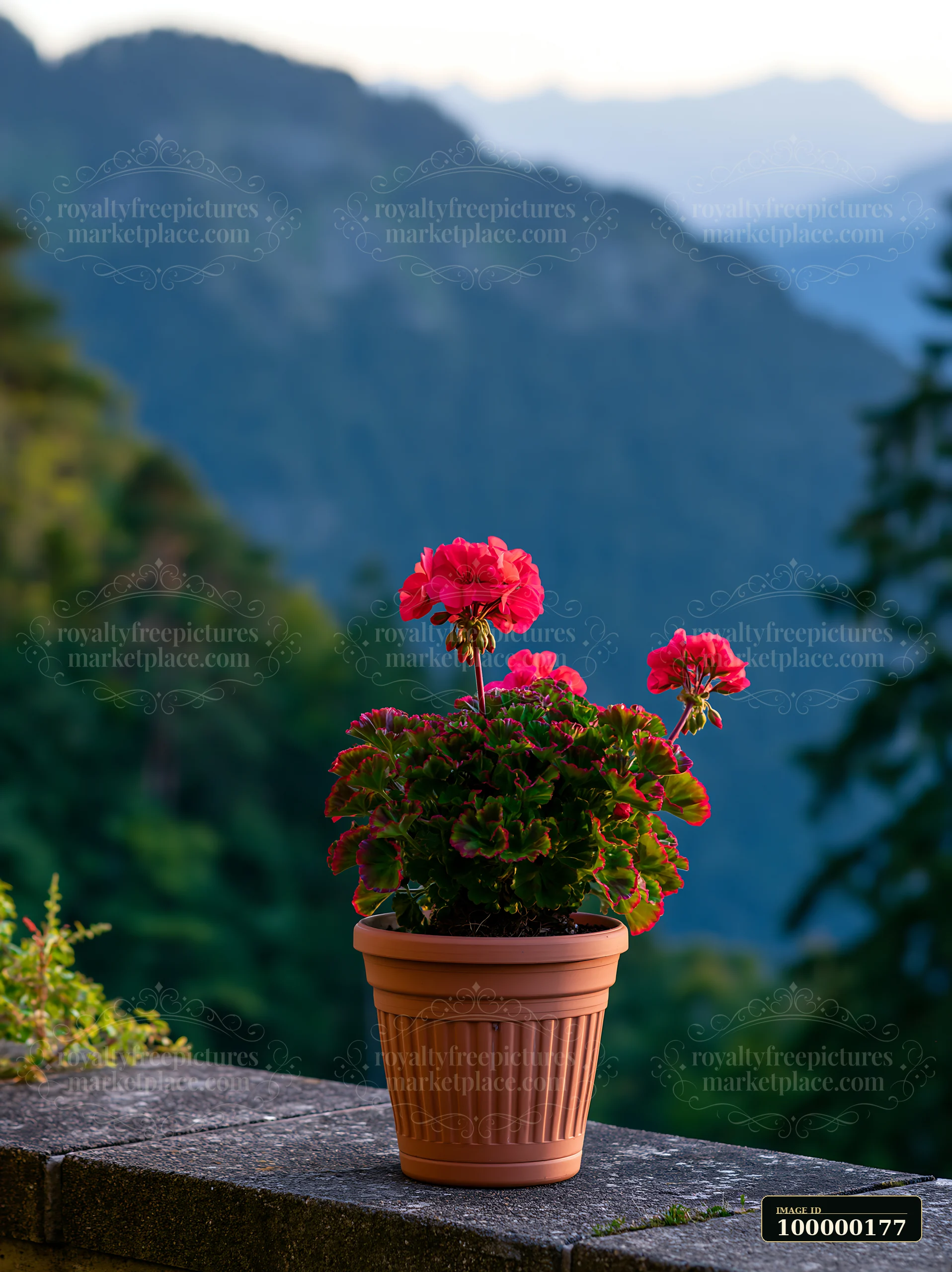 Potted red geranium blooming on a stone balcony railing with blurred mountain scenery behind it.