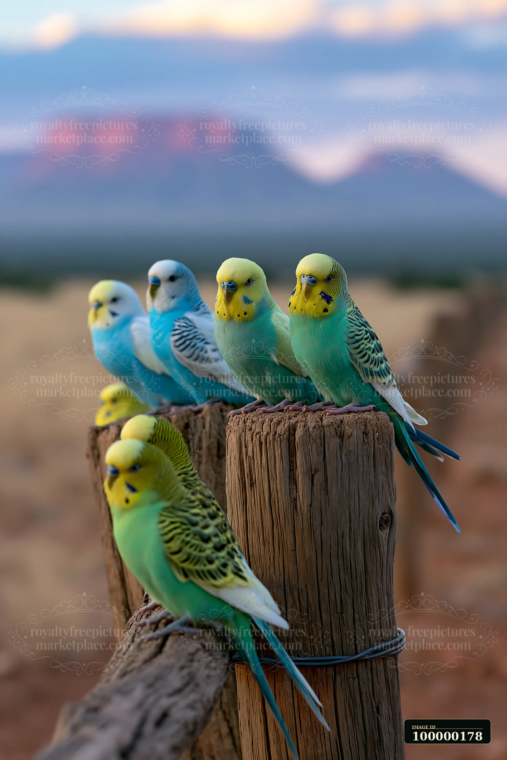 Colorful budgerigars perch on weathered wooden posts against a softly blurred desert and mountain landscape.
