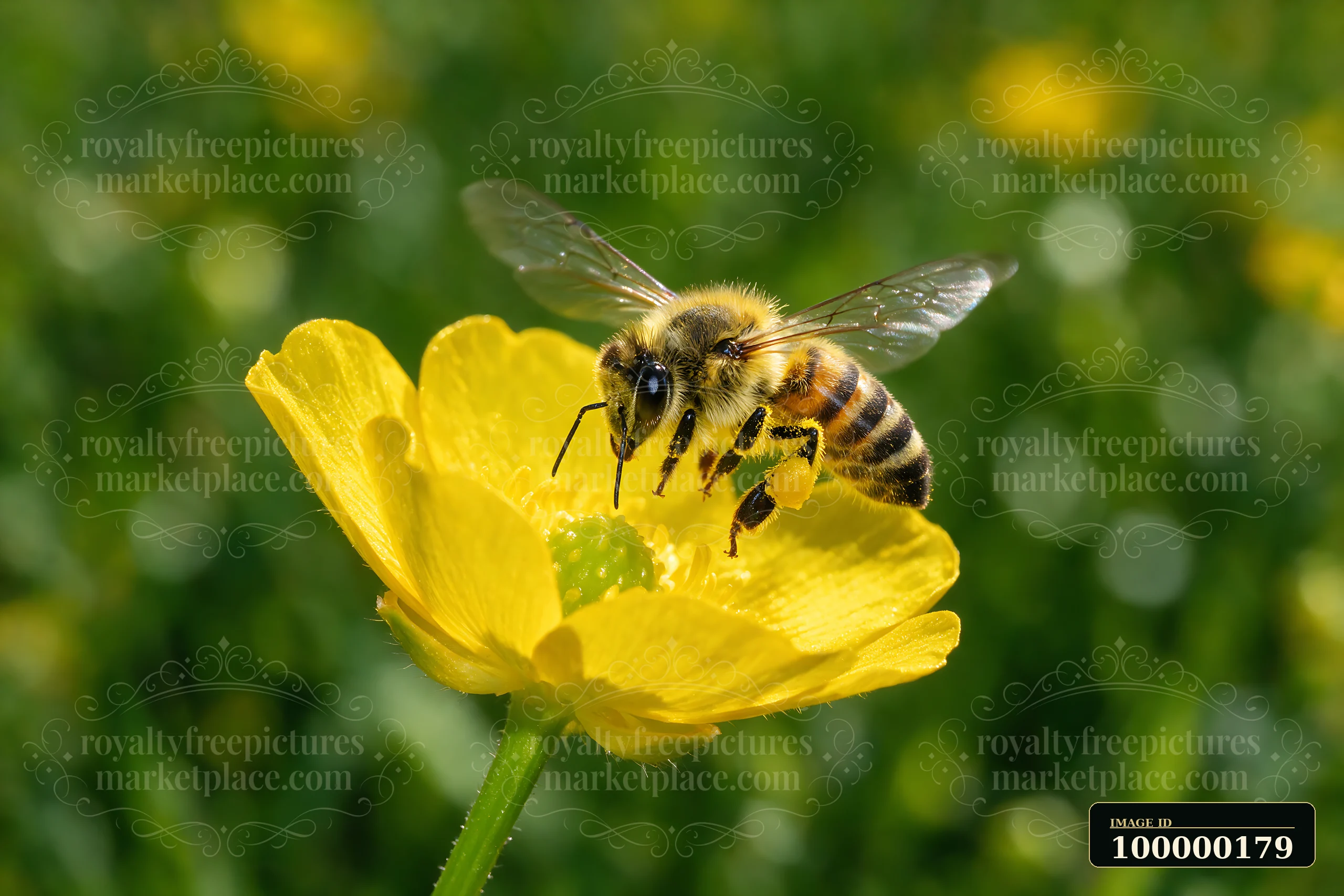 Honey bee lifting off from a bright yellow flower against a softly blurred green background.
