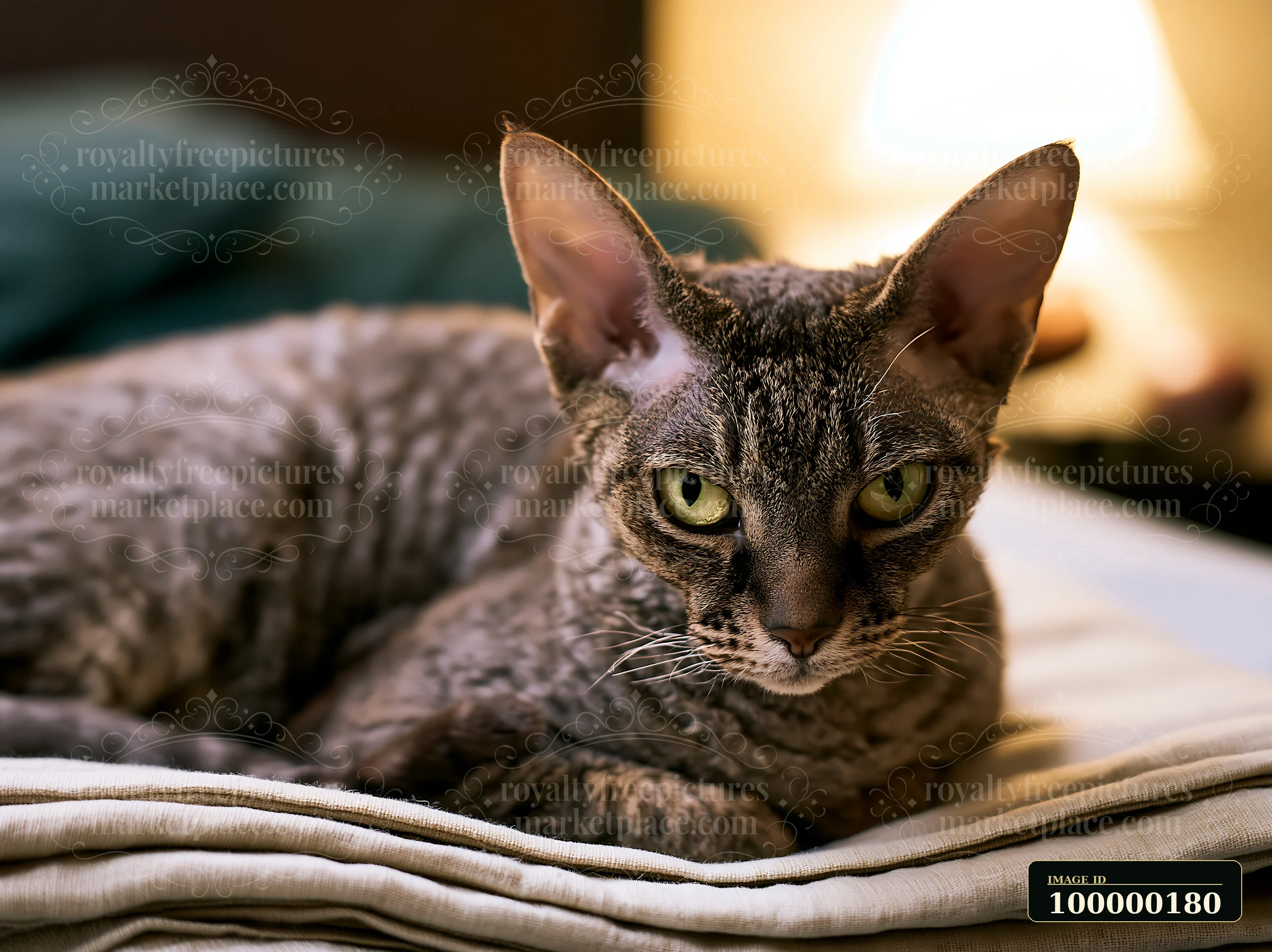 Spotted cat with green eyes rests on folded blankets in warm indoor light.