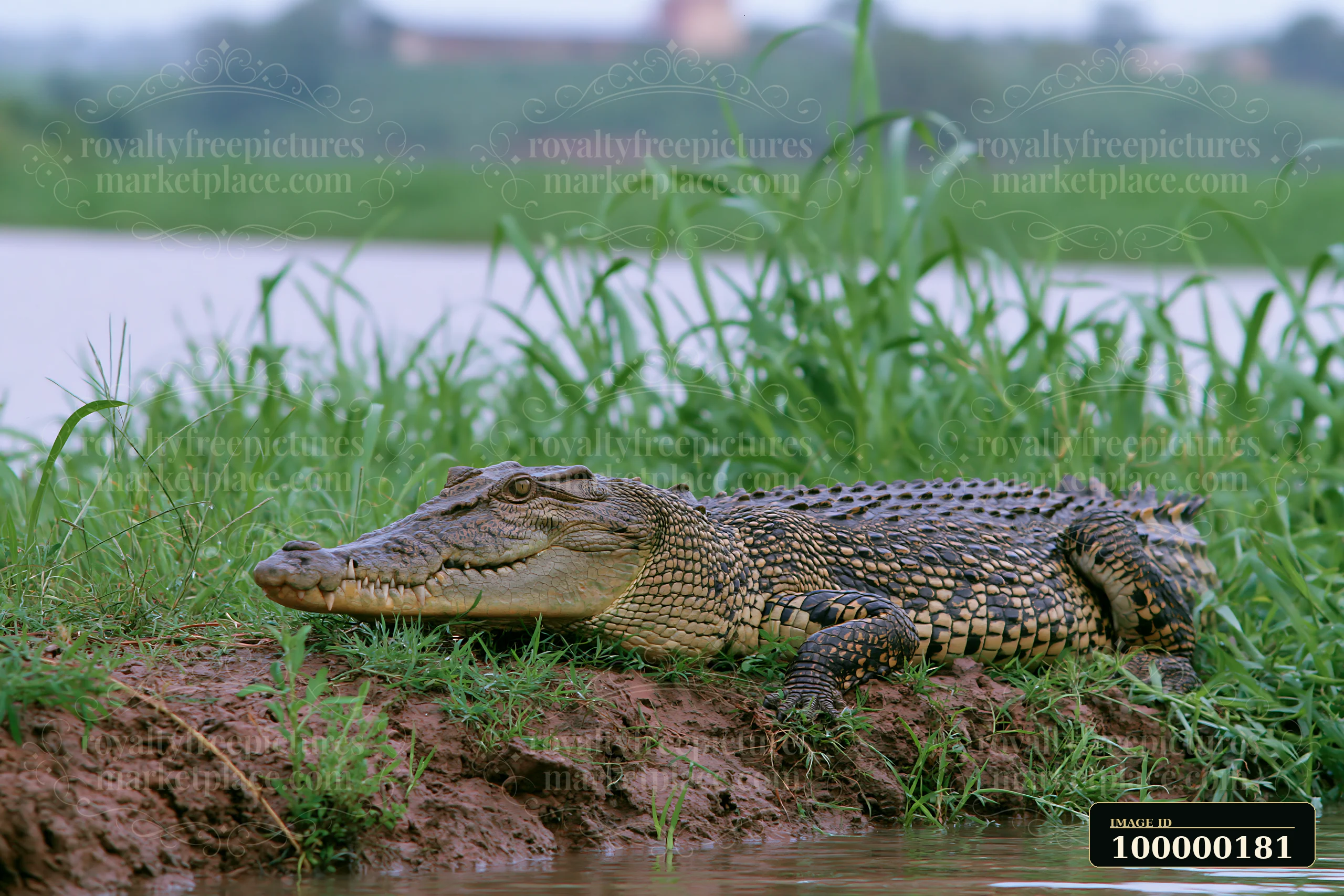 Saltwater crocodile rests on a muddy grassy bank beside wetland water.