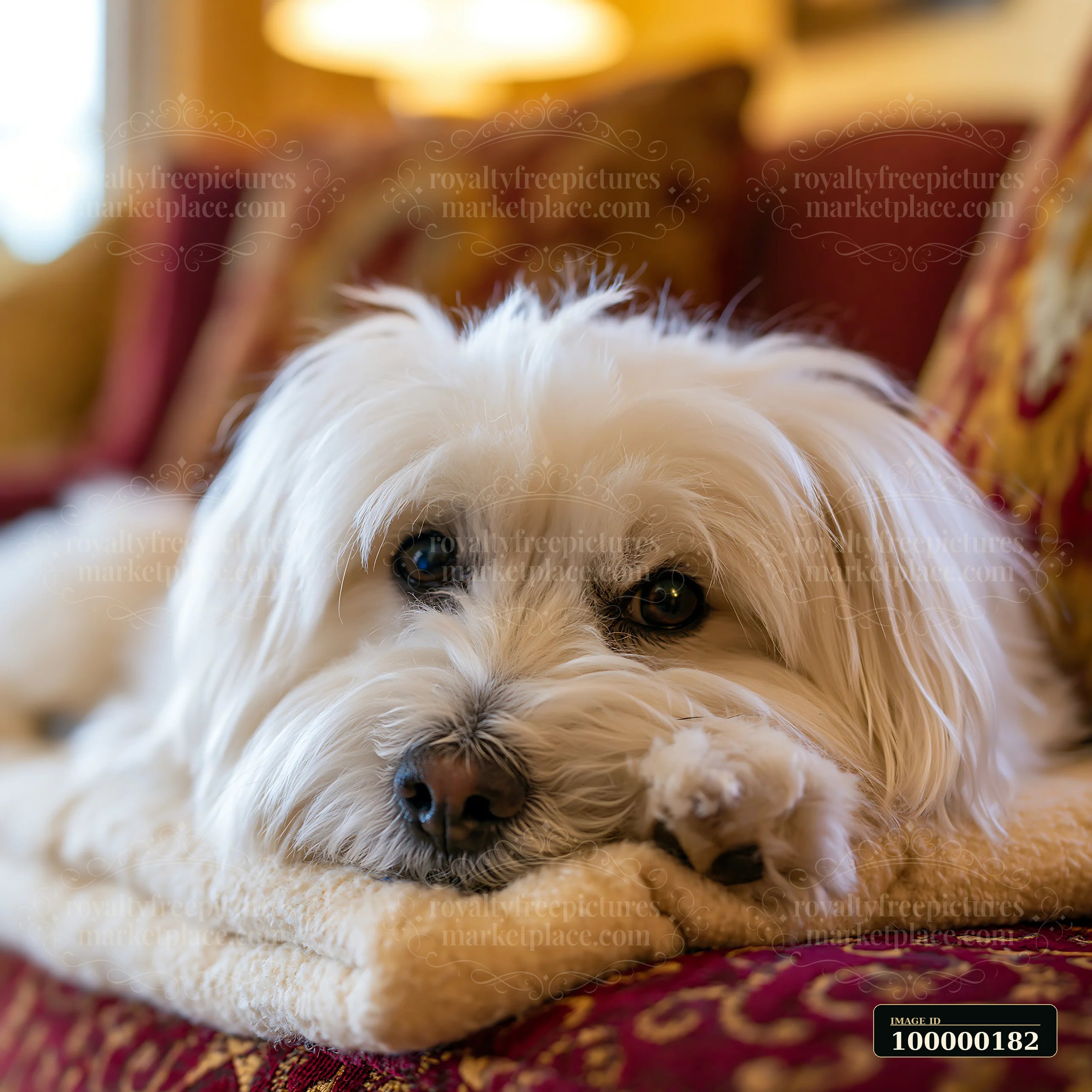 White dog resting on a soft cushion in a warmly lit indoor room.